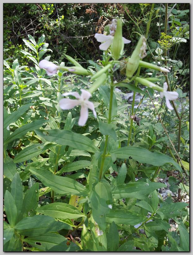 Saponaria officinalis