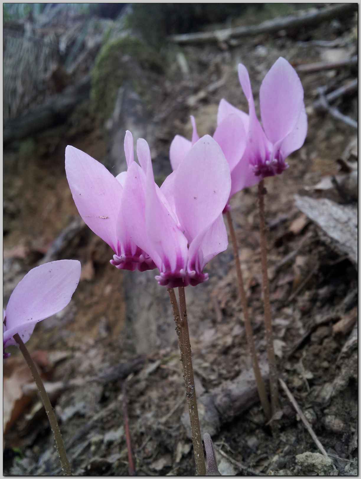 Cyclamen hederifolium