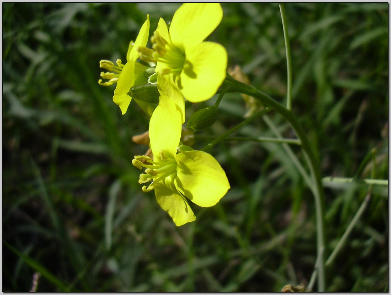 Aiuto identificazione - cfr. Diplotaxis tenuifolia