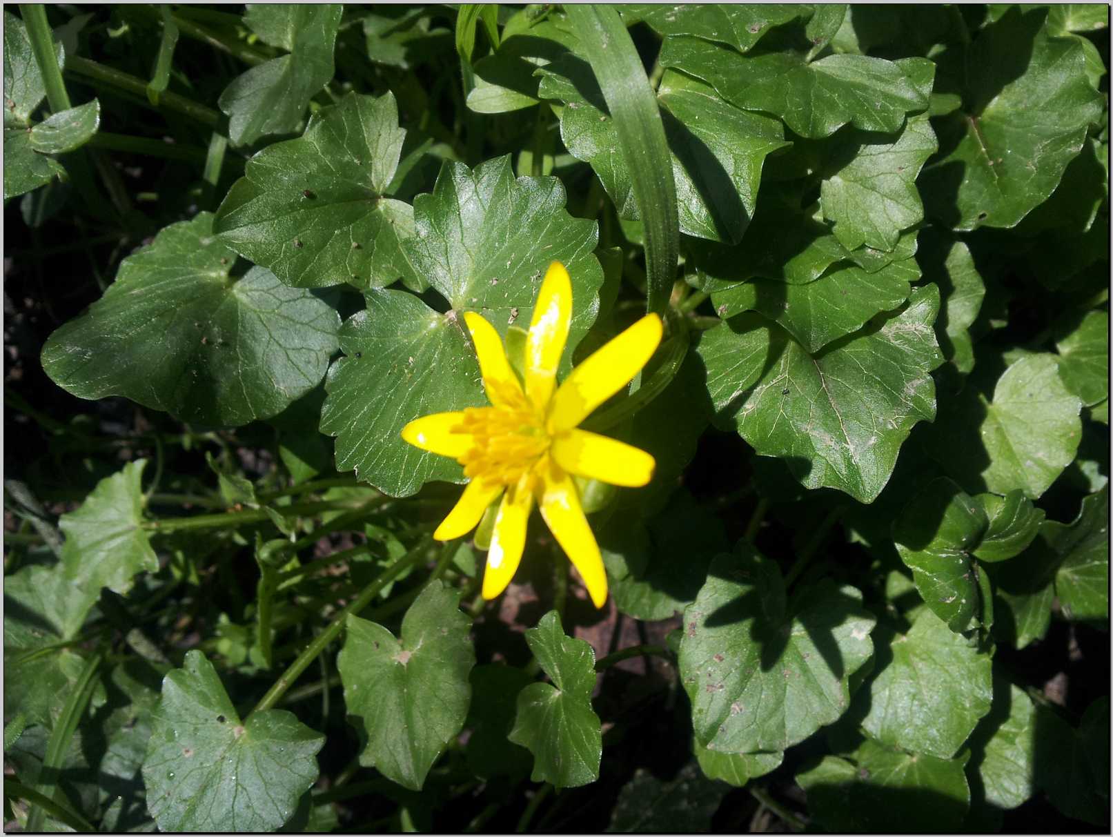 Ranunculus ficaria