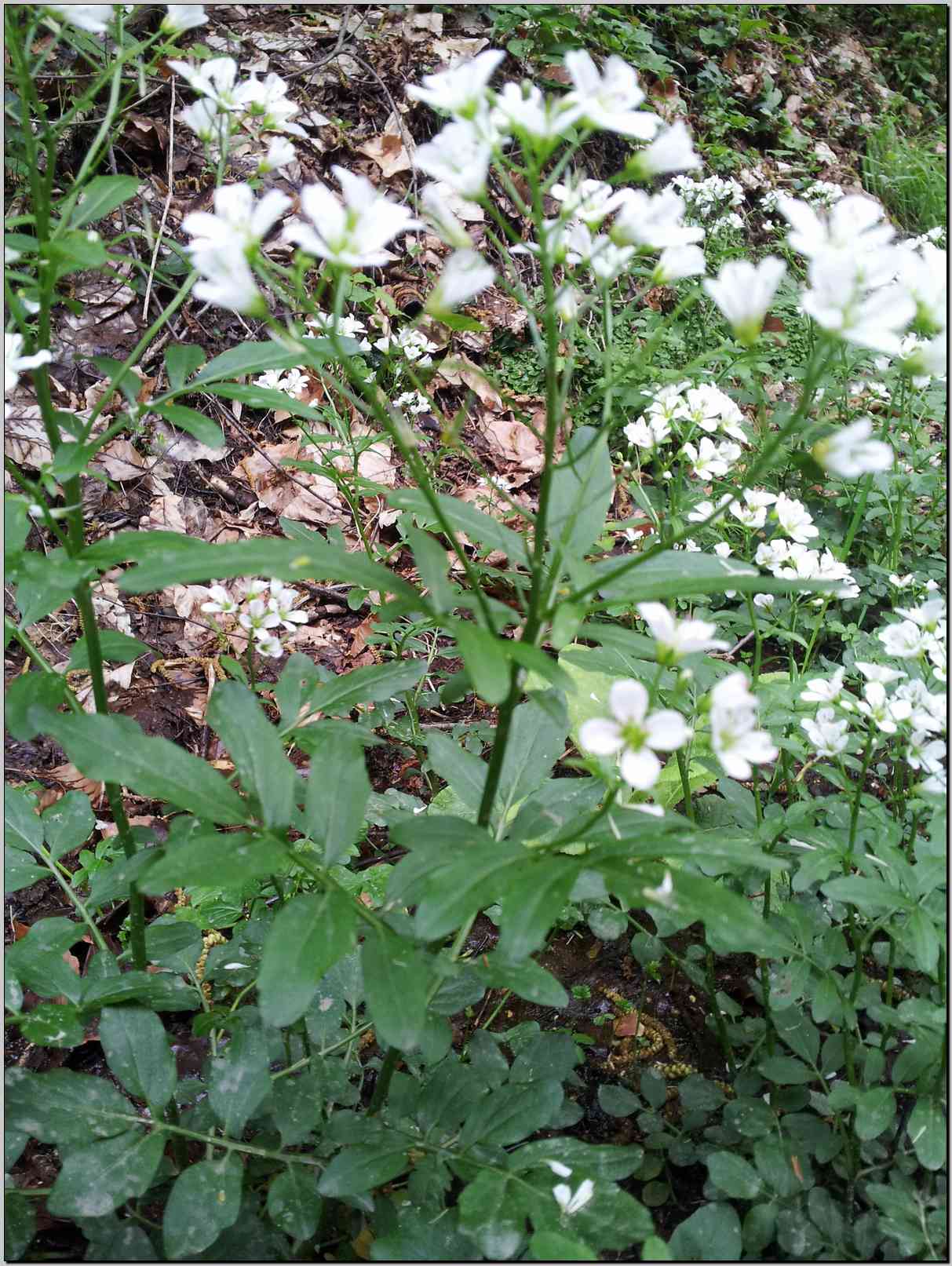 Cardamine heptaphylla