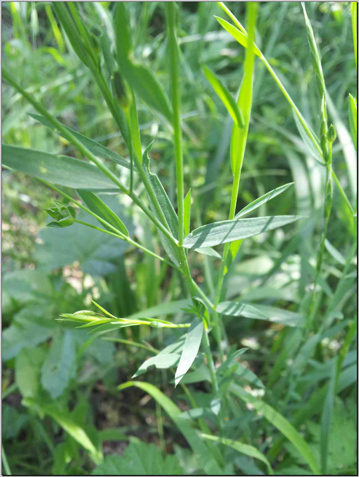 Linum bienne