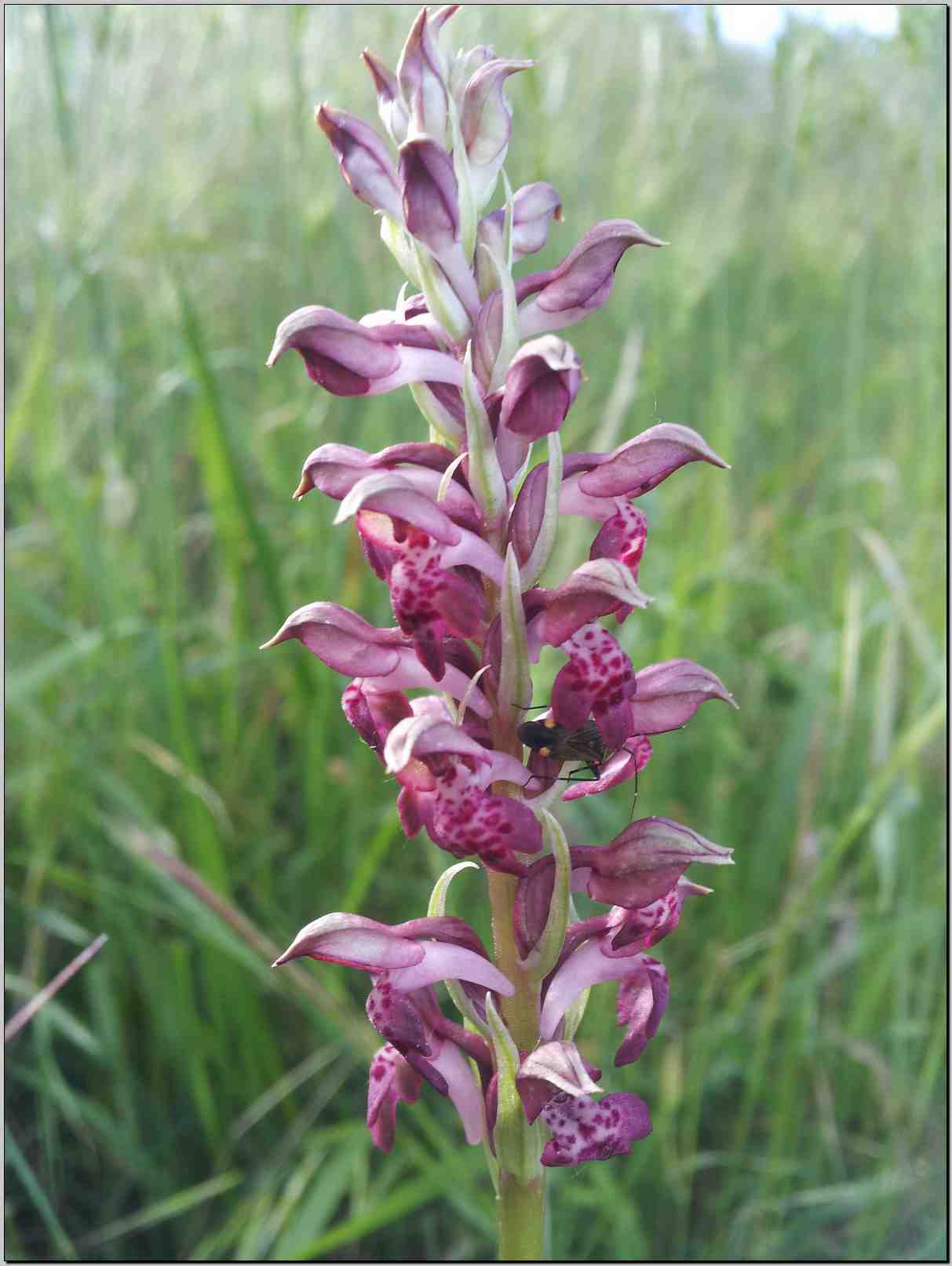 aiuto identificazione: Anacamptis coriophora subsp. fragrans