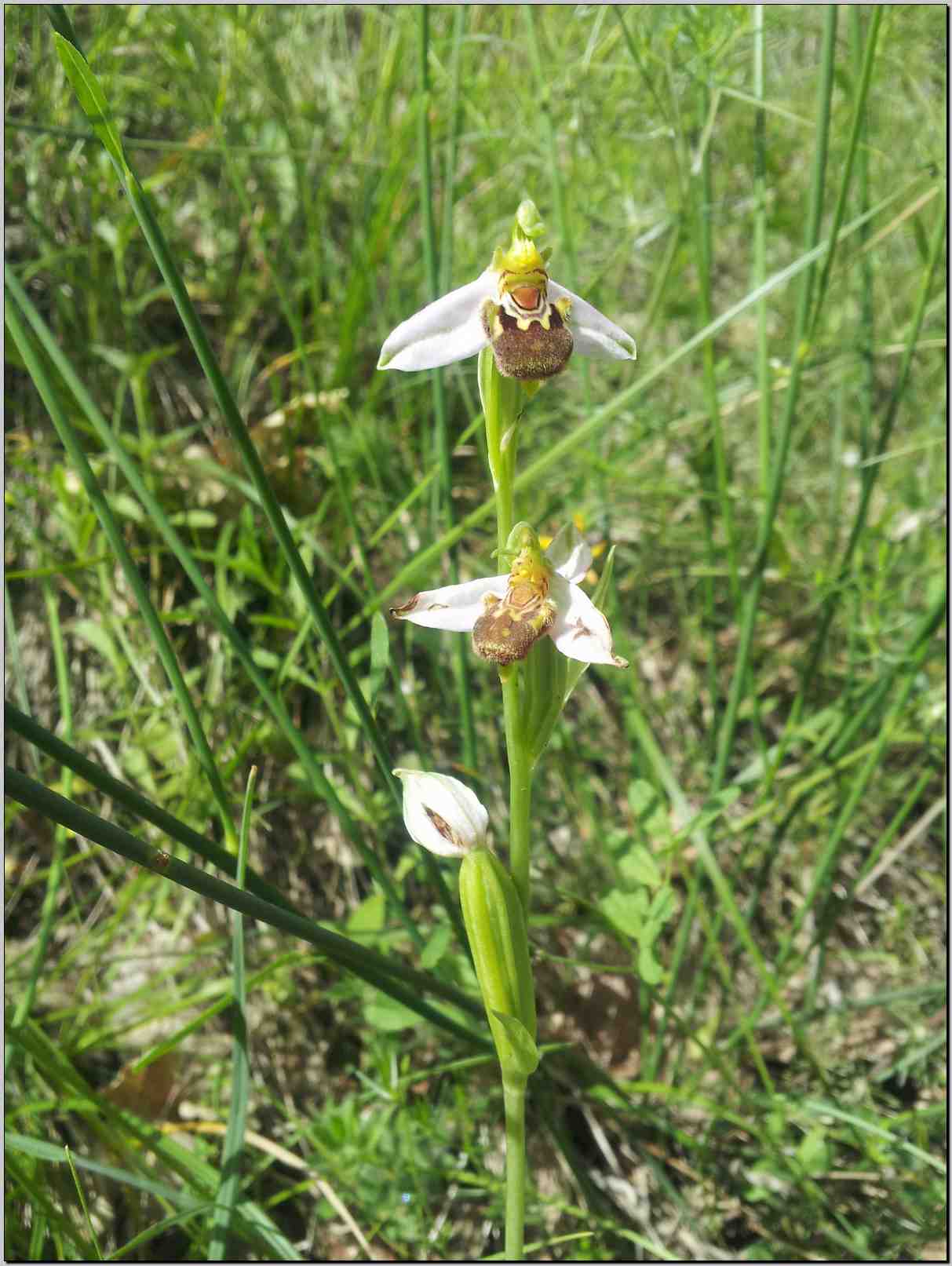 aiuto identificazione