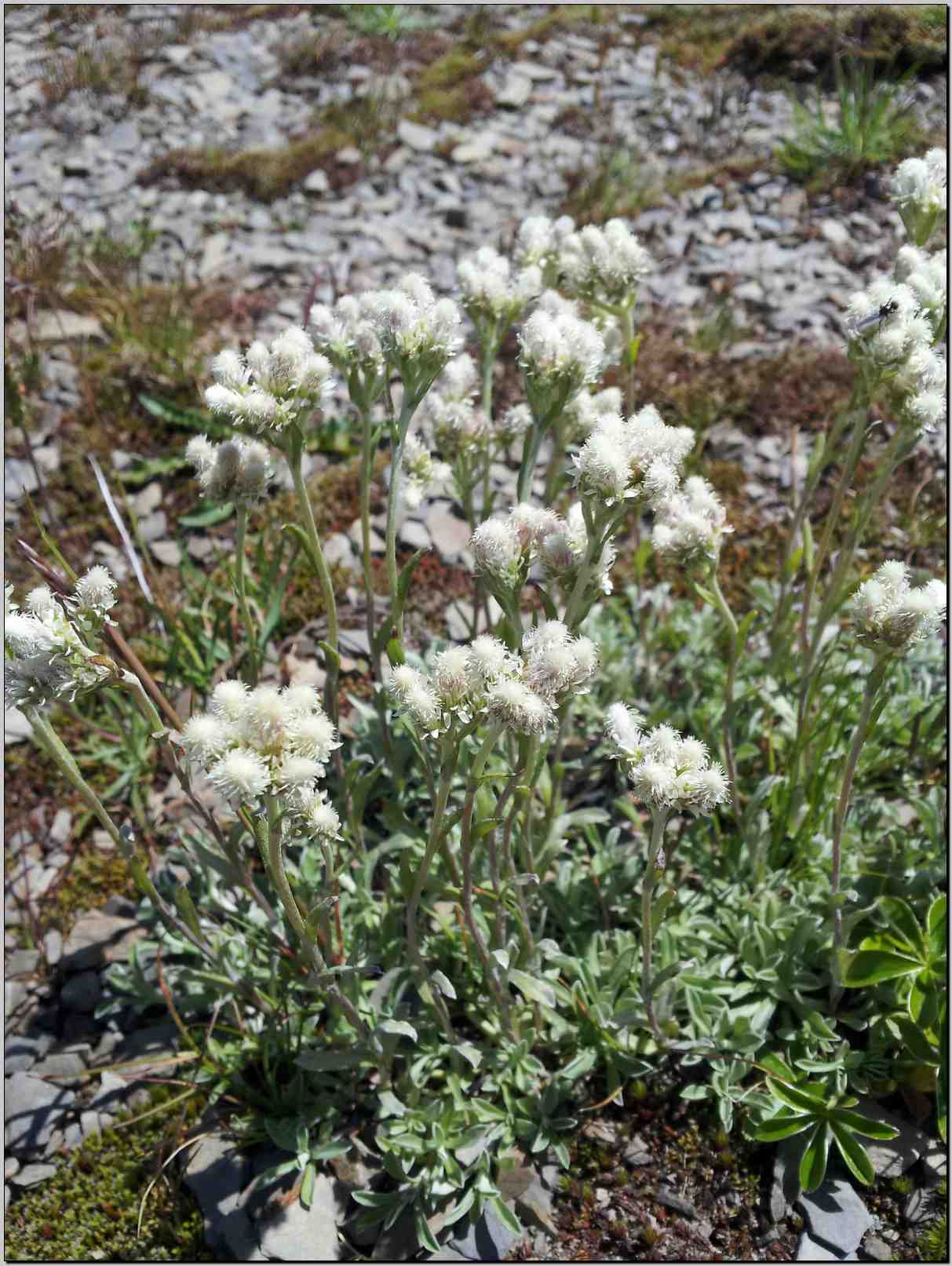 aiuto identificazione - Antennaria sp.