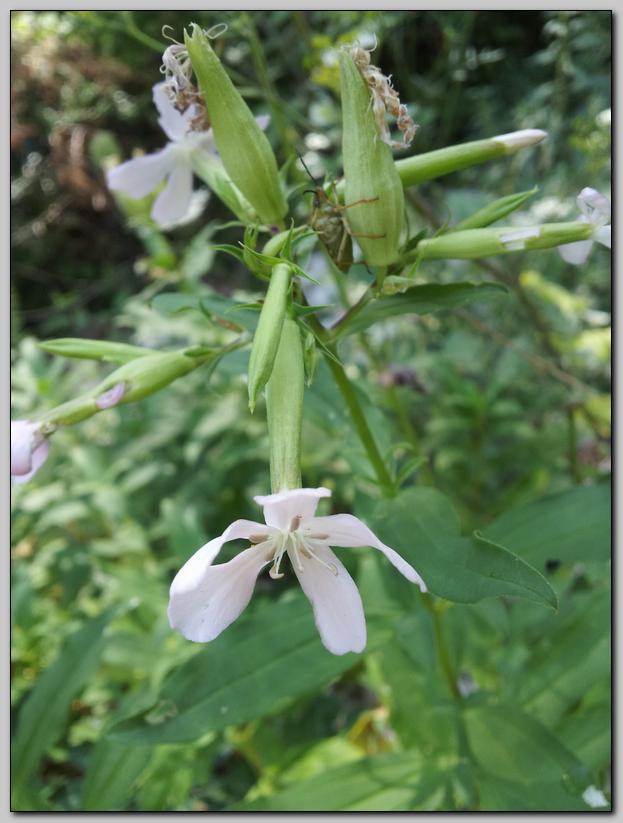 Saponaria officinalis