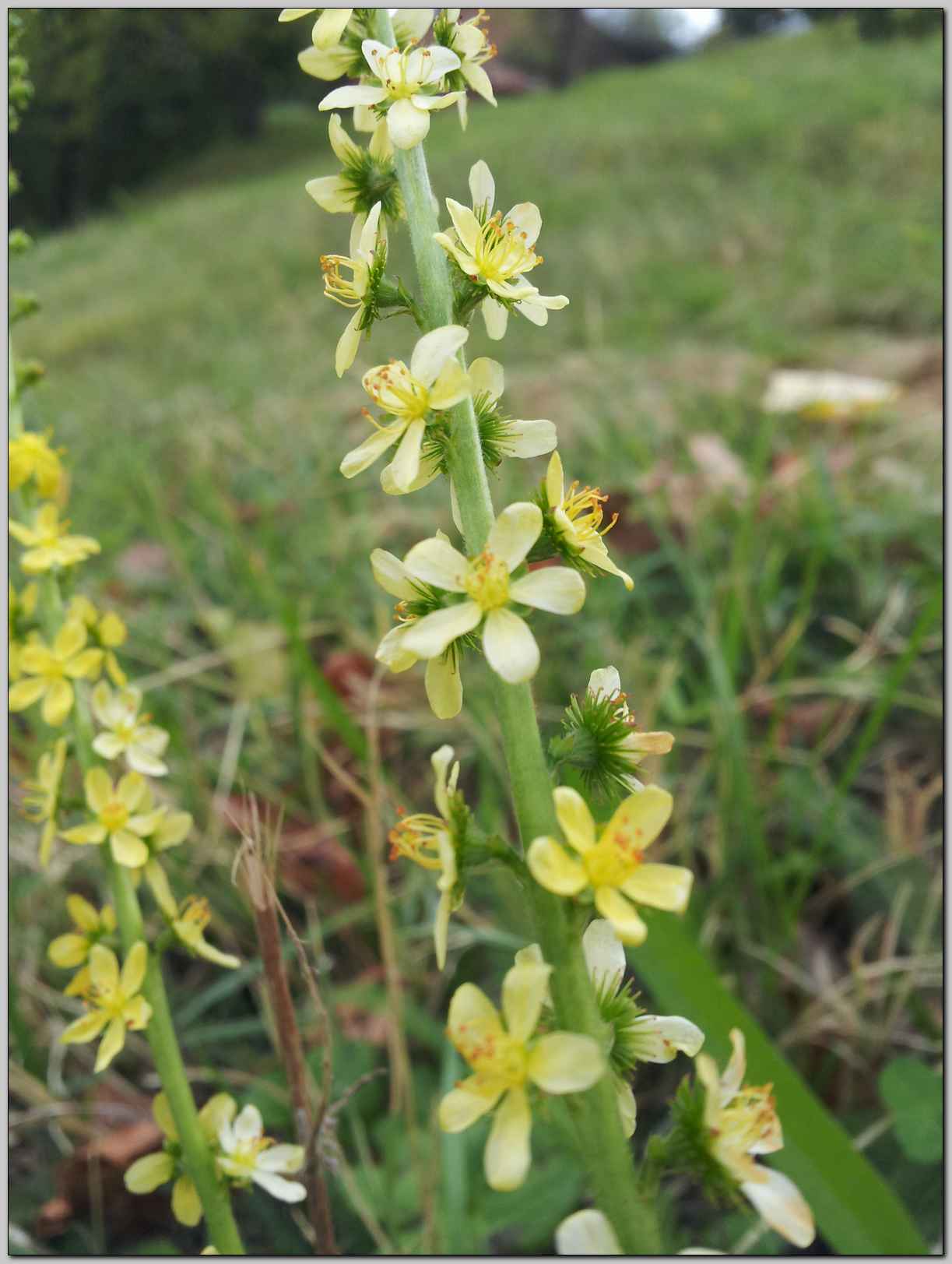 Agrimonia eupatoria