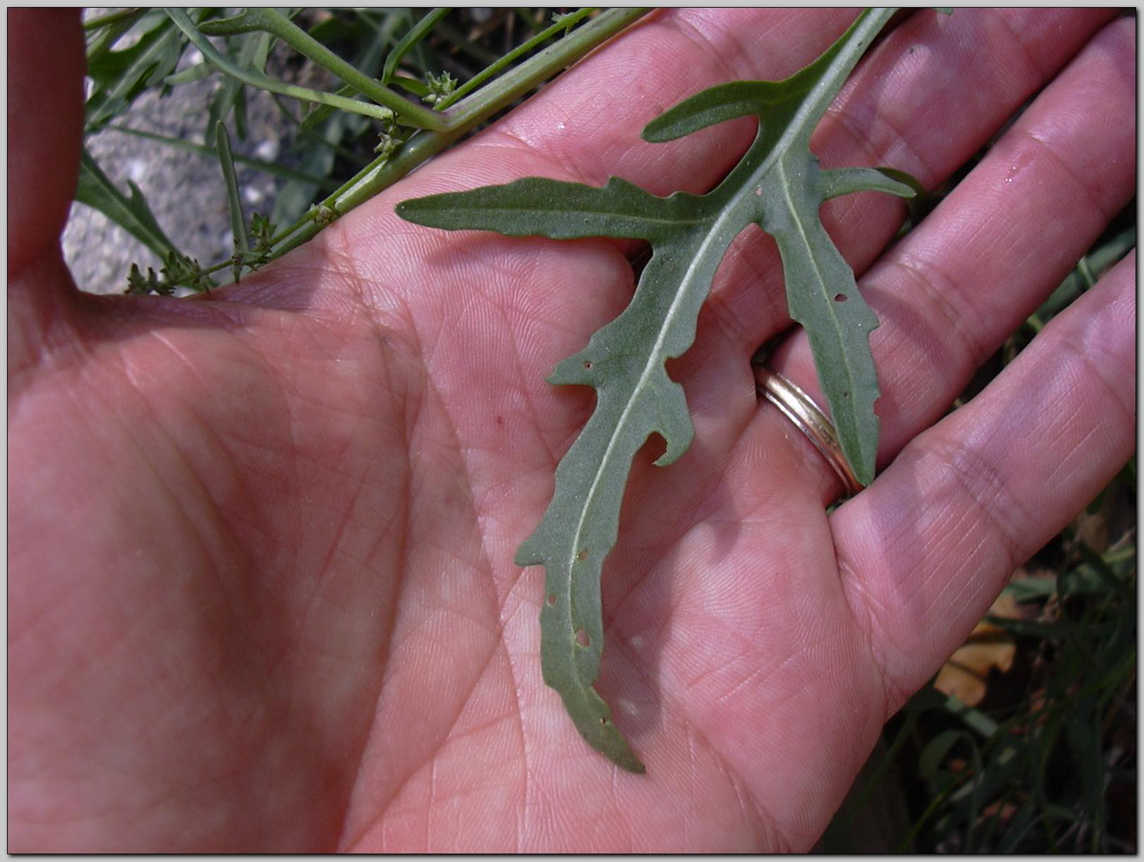 Aiuto identificazione - cfr. Diplotaxis tenuifolia