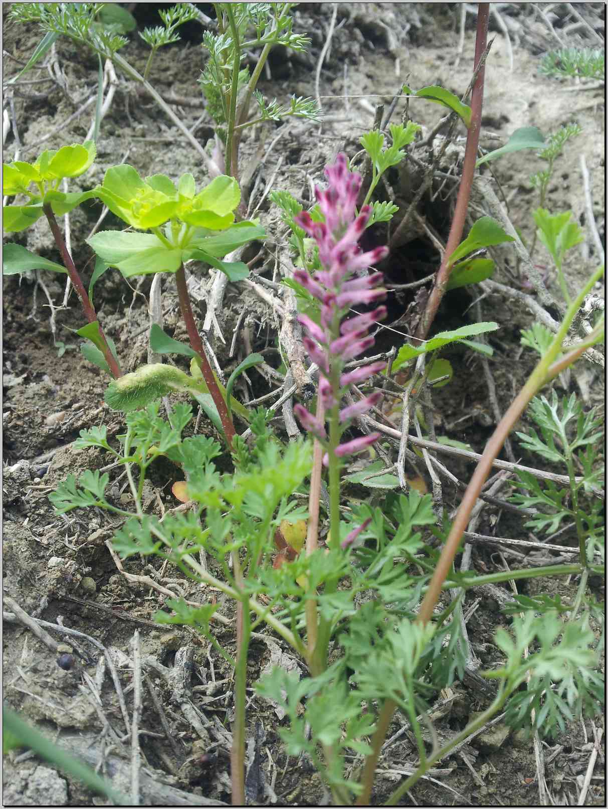 Aiuto identificazione - Fumaria sp.