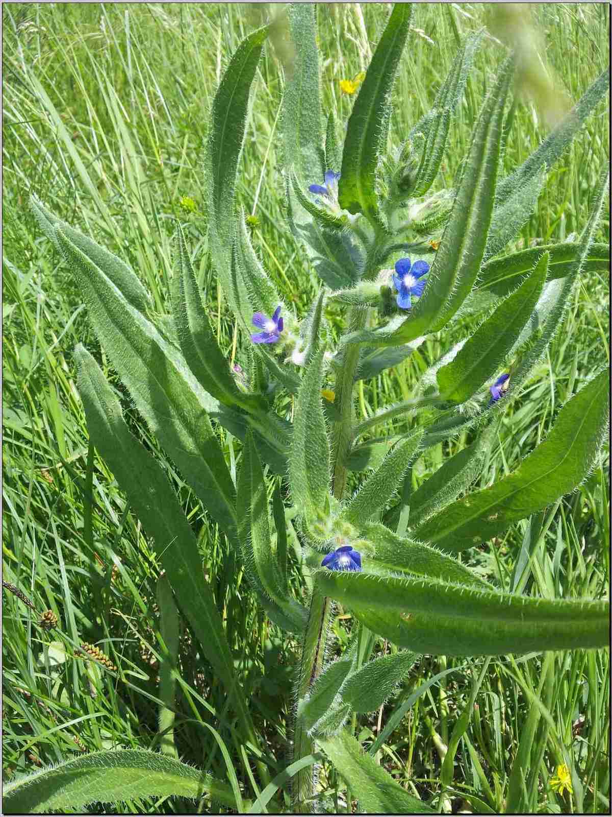 Anchusa azurea