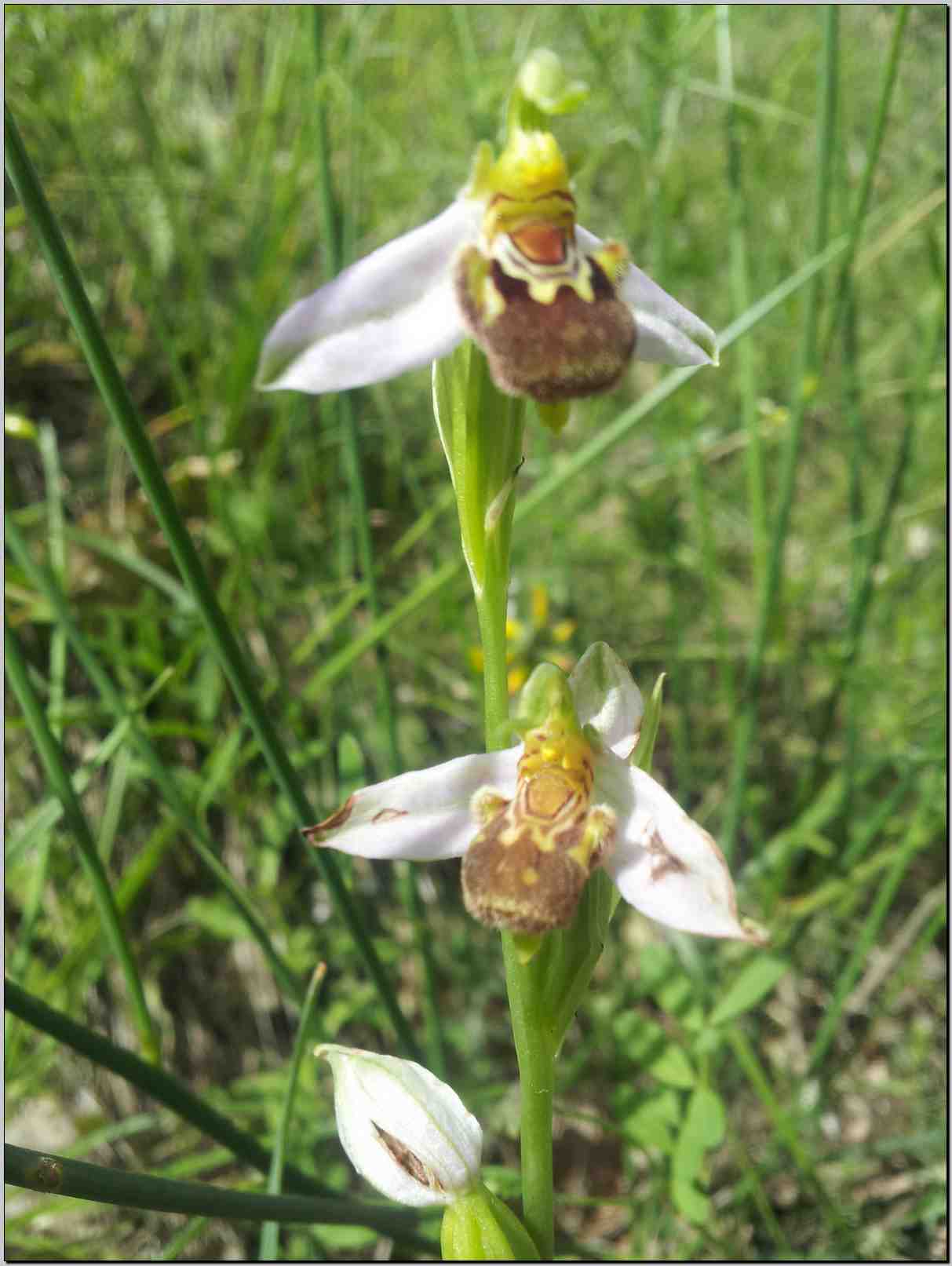 aiuto identificazione