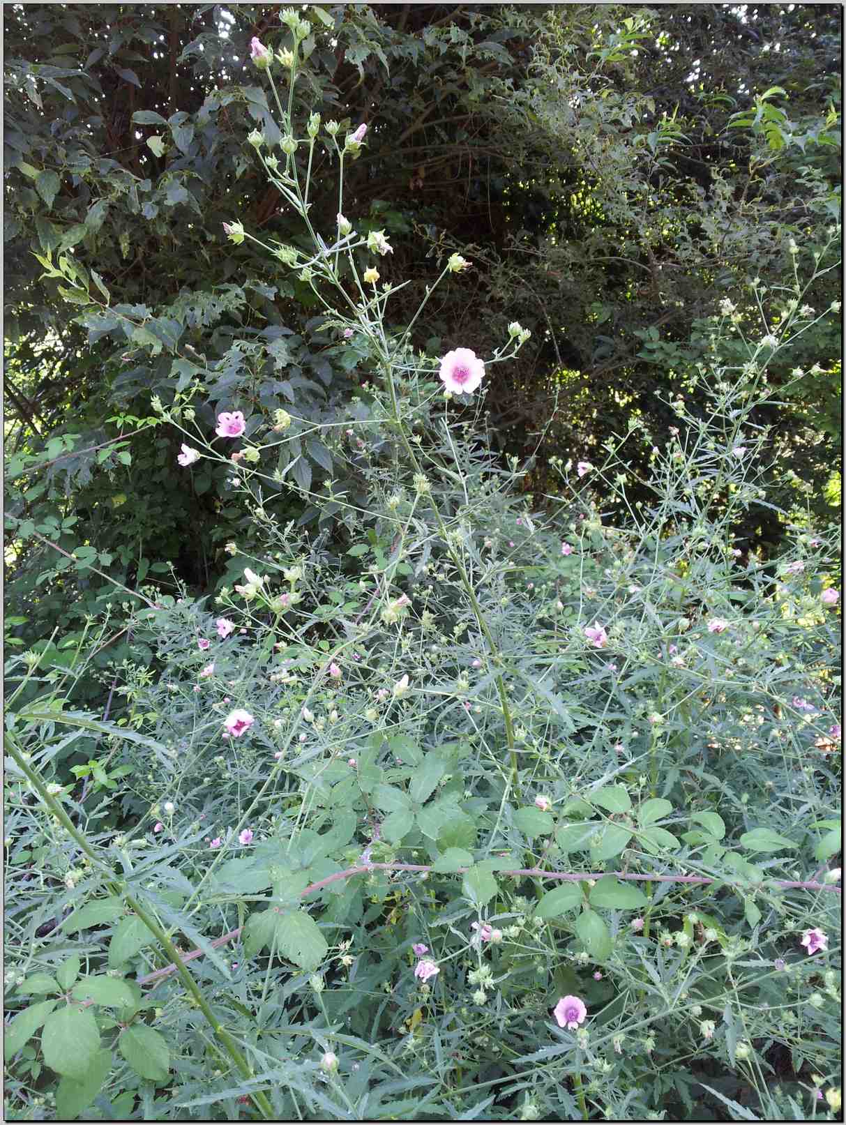 Althaea cannabina