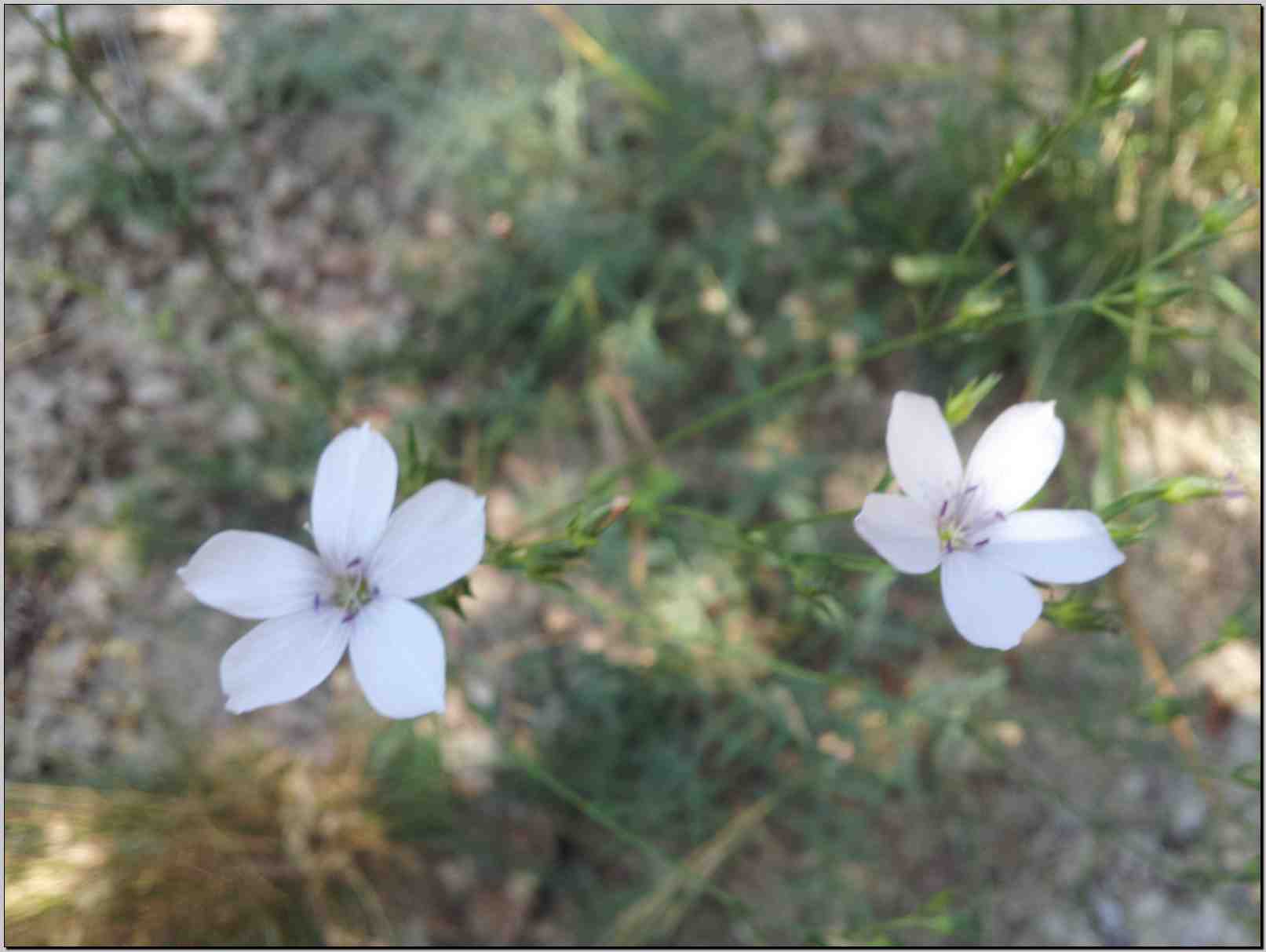 Linum tenuifolium