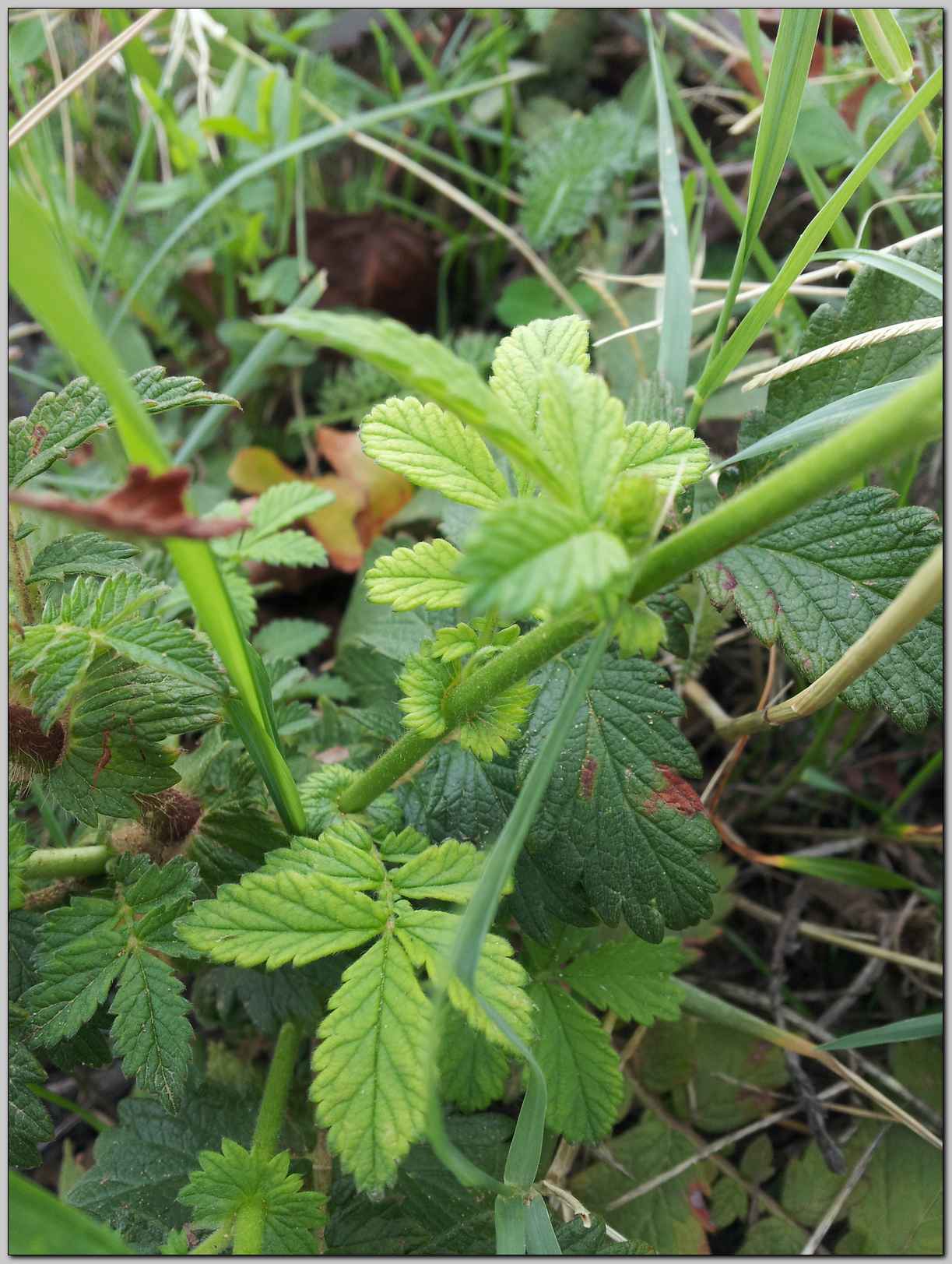 Agrimonia eupatoria