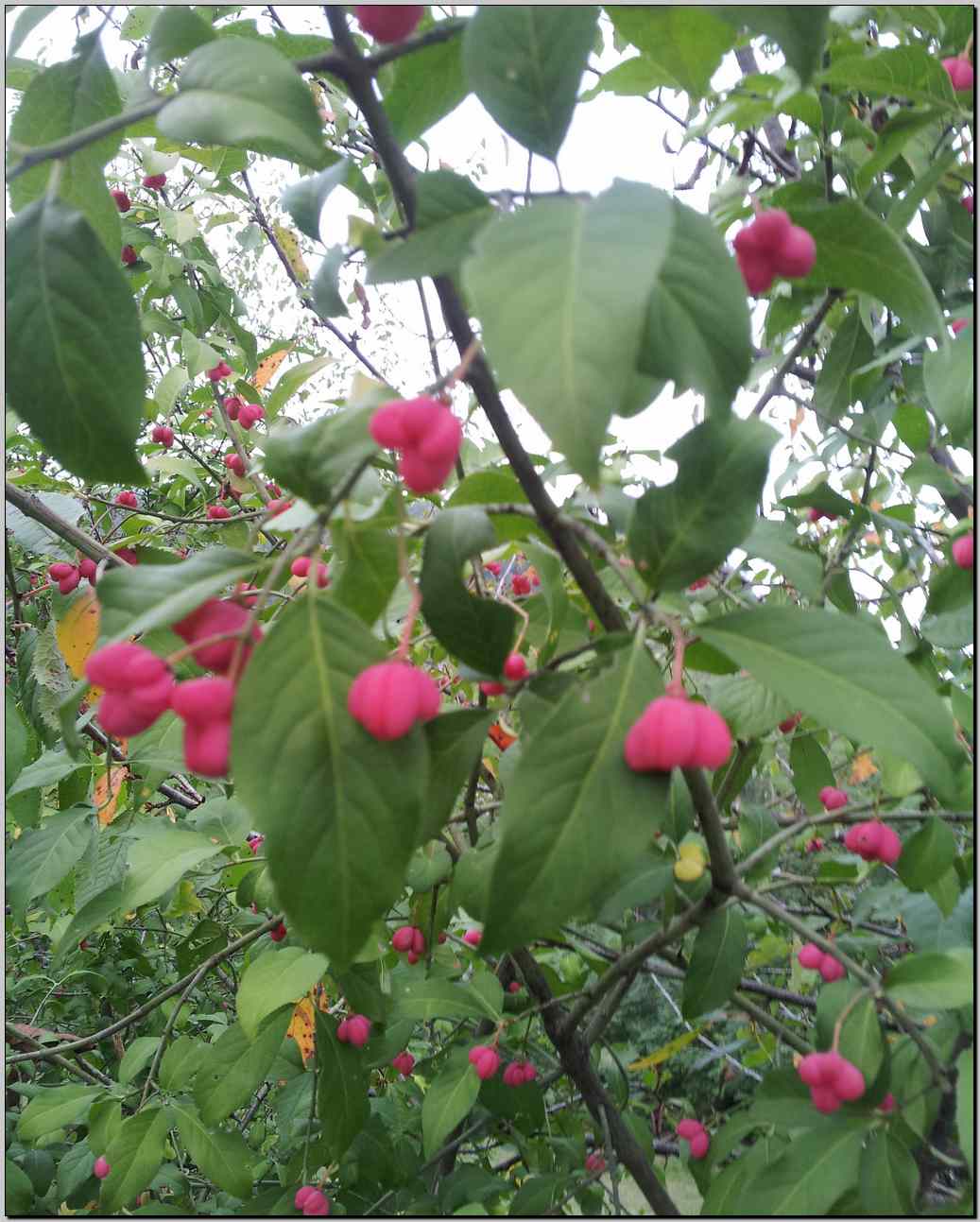 Euonymus europaeus L.