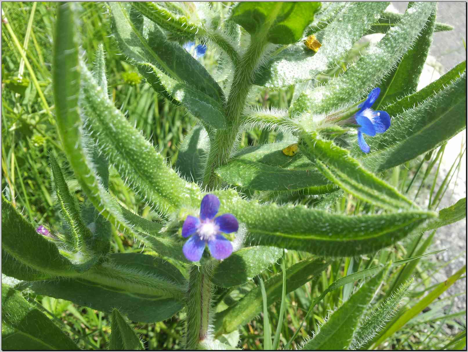 Anchusa azurea