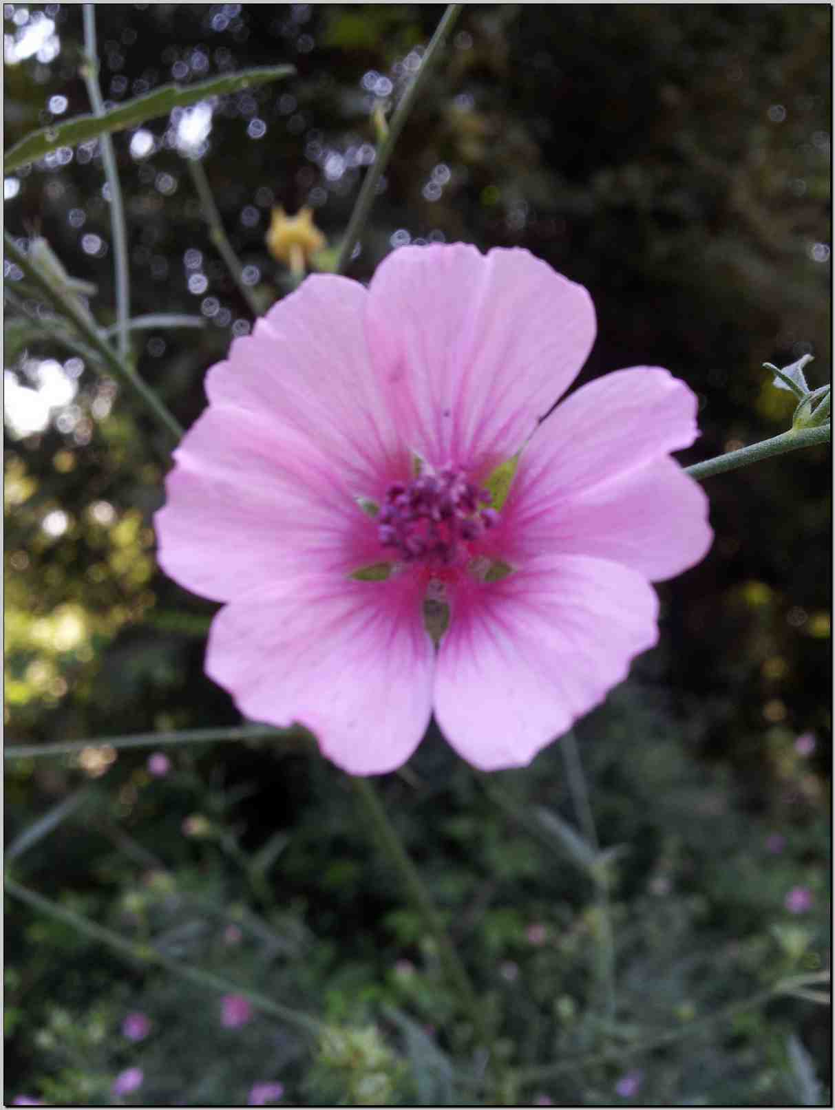 Althaea cannabina