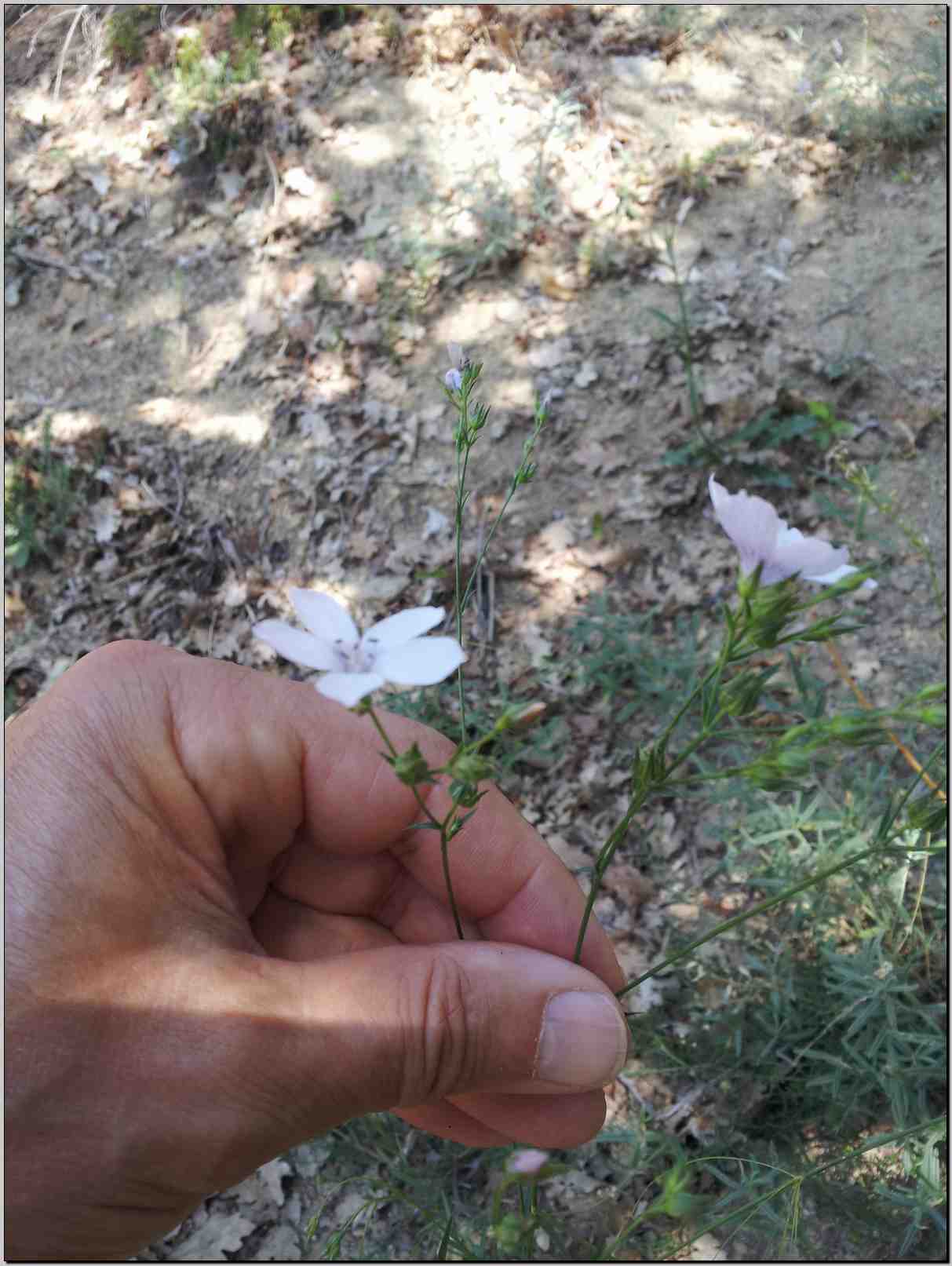 Linum tenuifolium