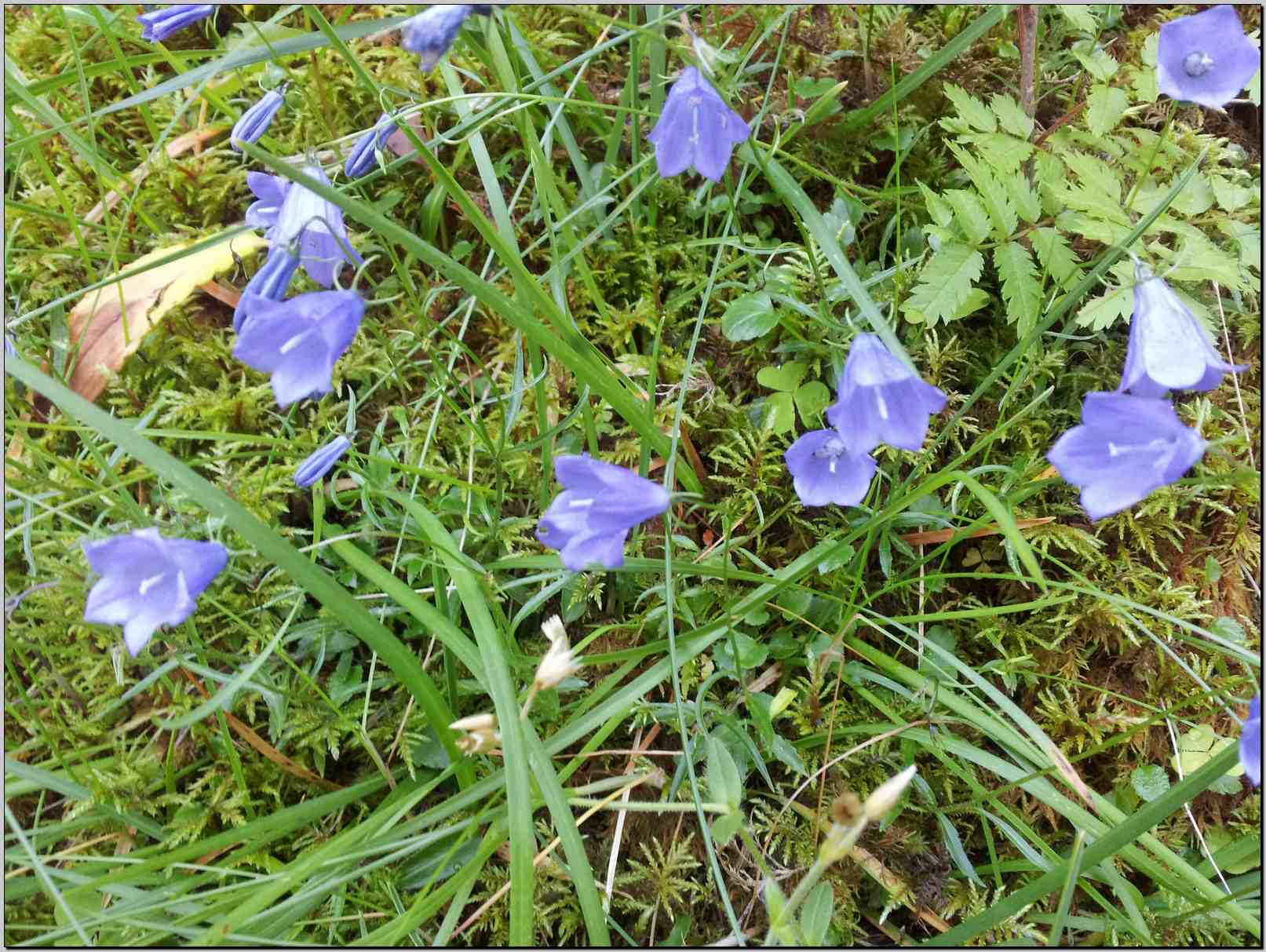 aiuto determinazione - Campanula sp.