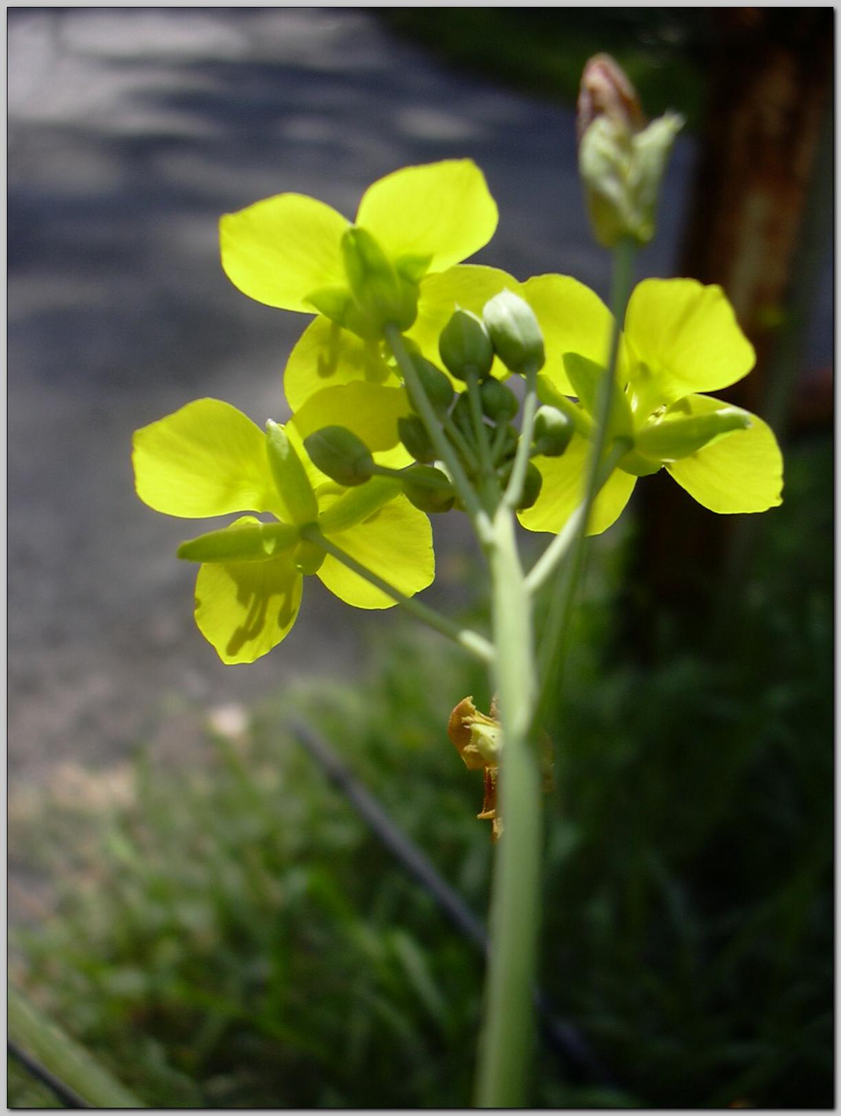 Aiuto identificazione - cfr. Diplotaxis tenuifolia