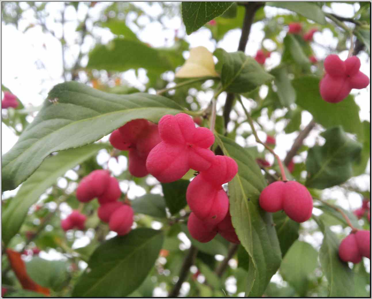 Euonymus europaeus L.