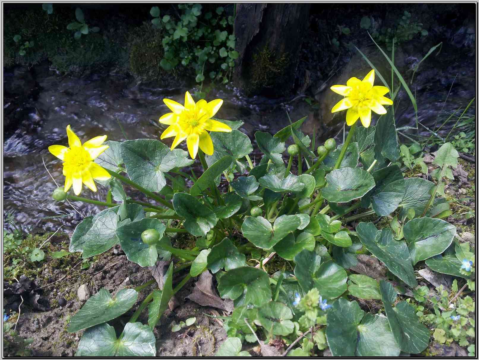 Ranunculus ficaria