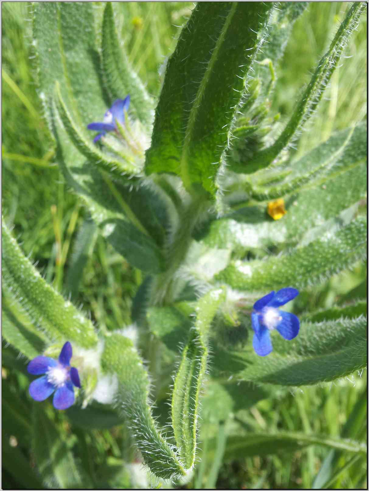 Anchusa azurea