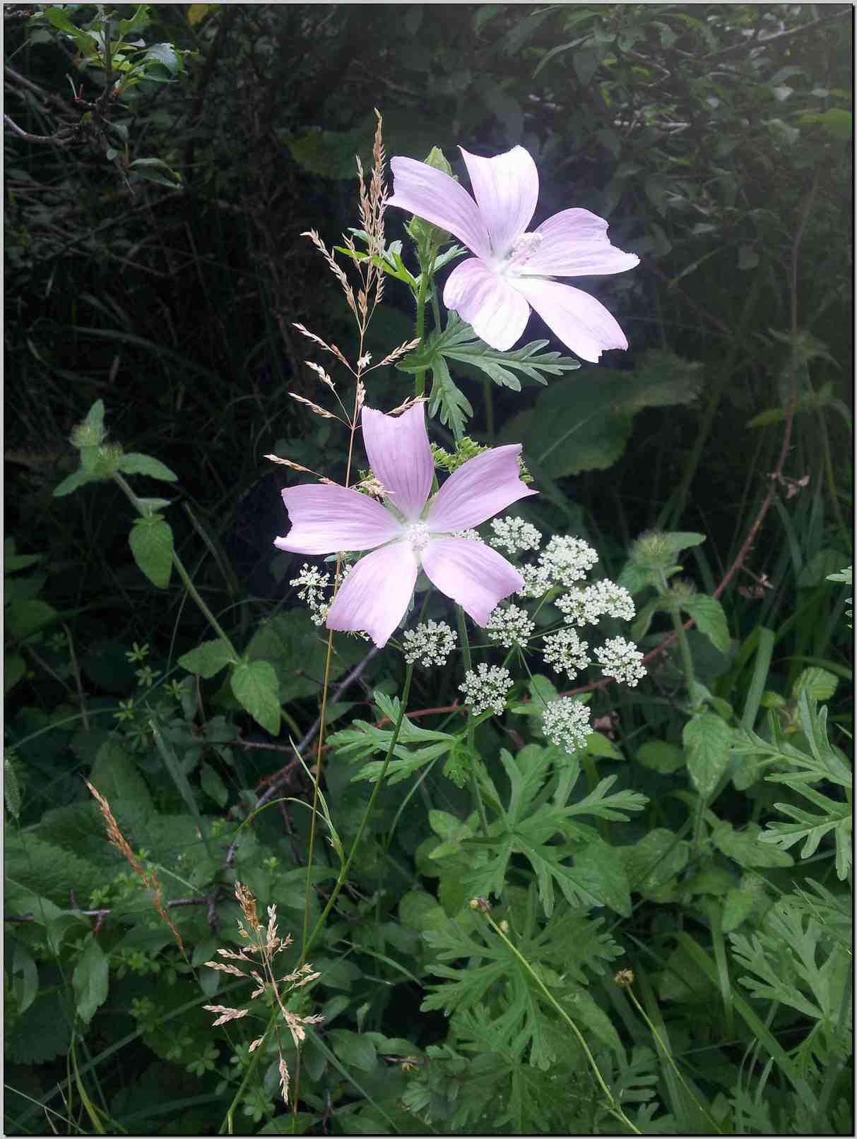 Malva moschata / Malva moscata