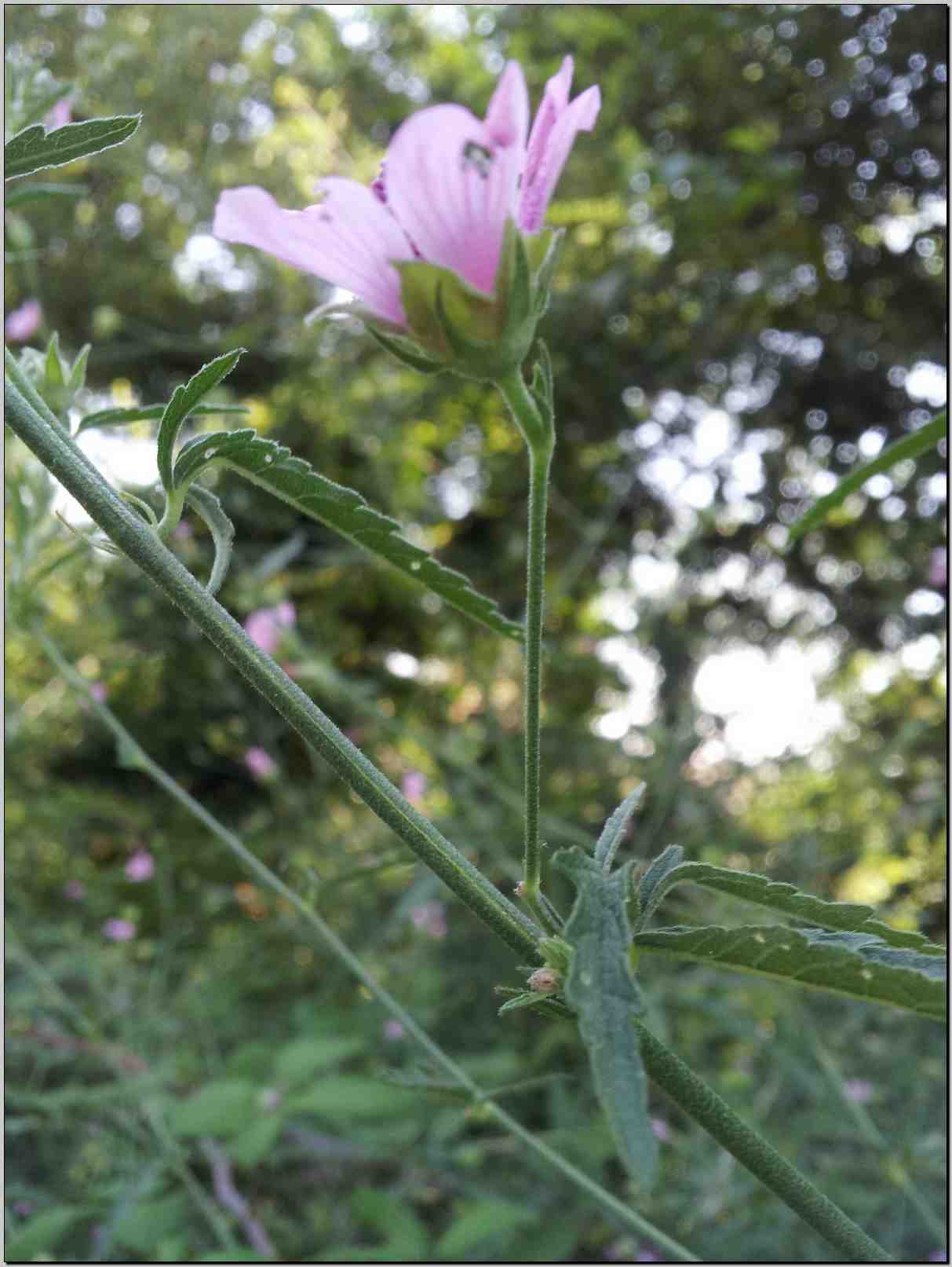 Althaea cannabina