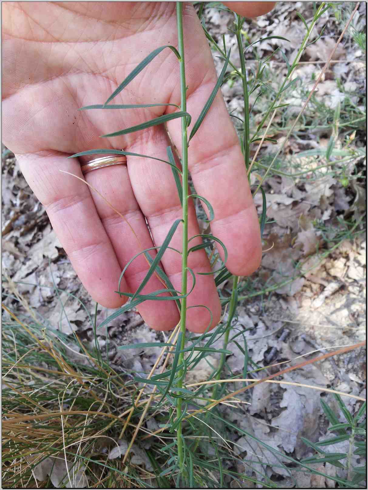 Linum tenuifolium