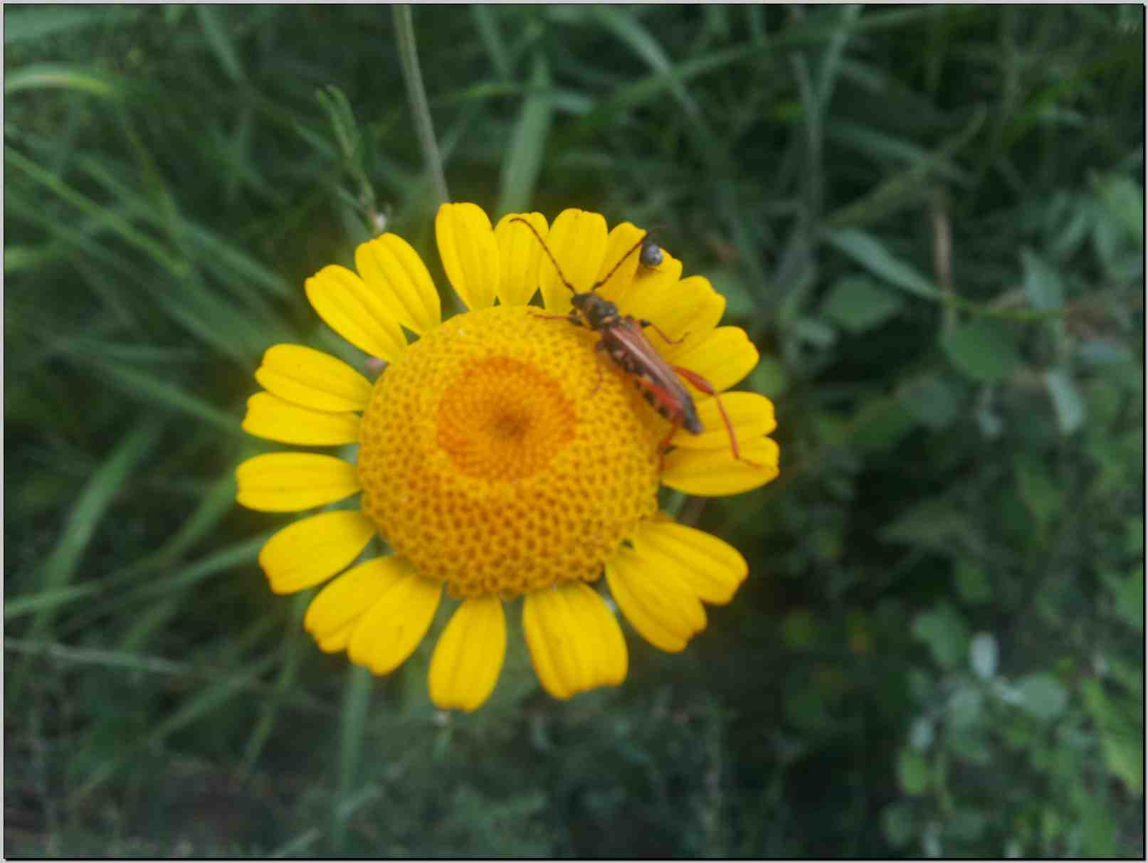 Cota tinctoria  / Camomilla per tintori