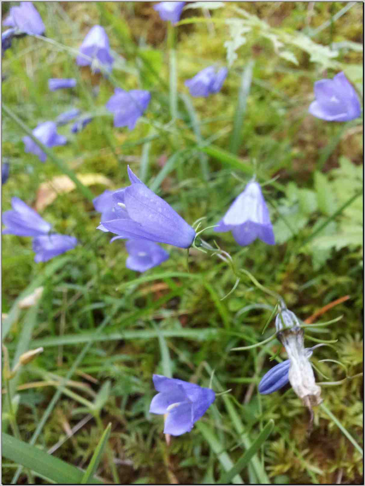 aiuto determinazione - Campanula sp.