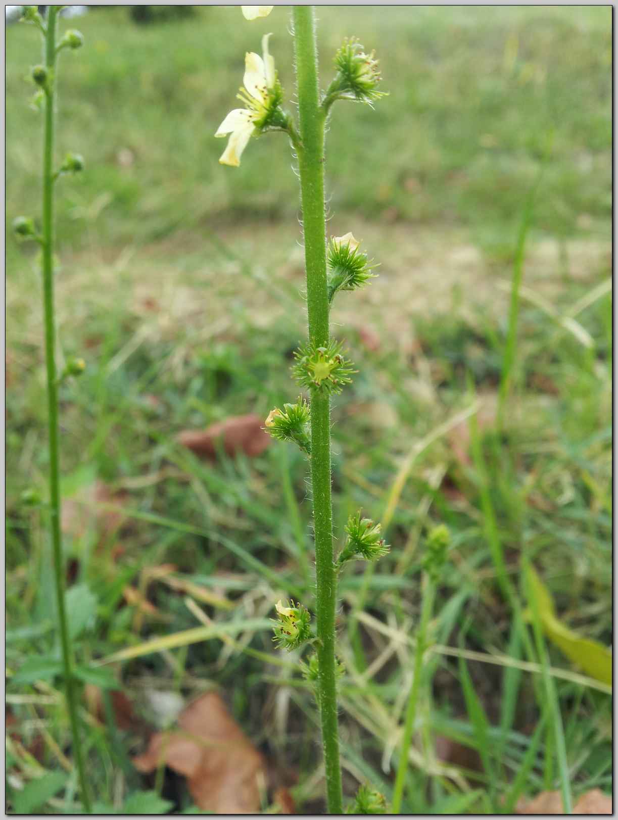 Agrimonia eupatoria