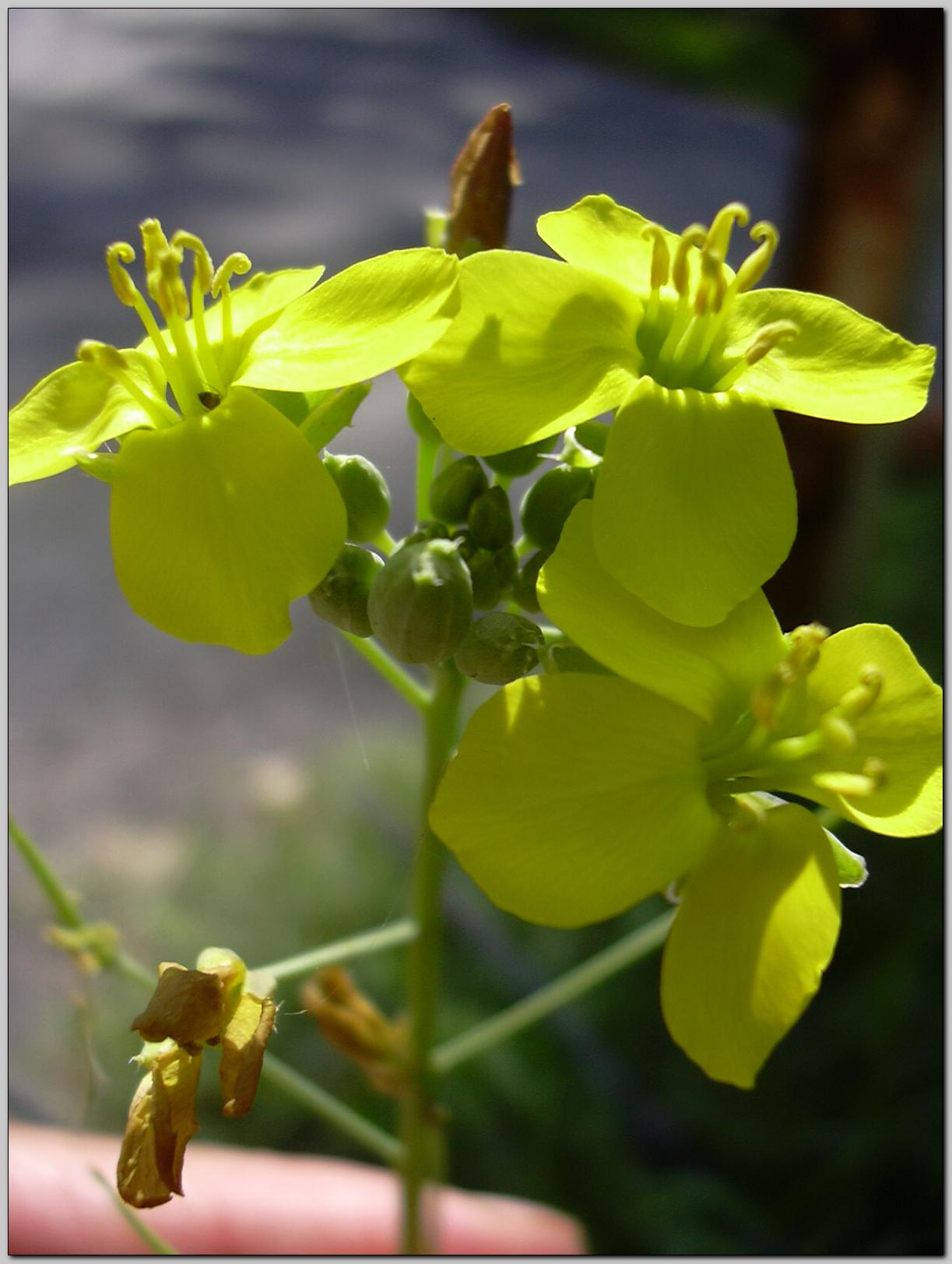 Aiuto identificazione - cfr. Diplotaxis tenuifolia