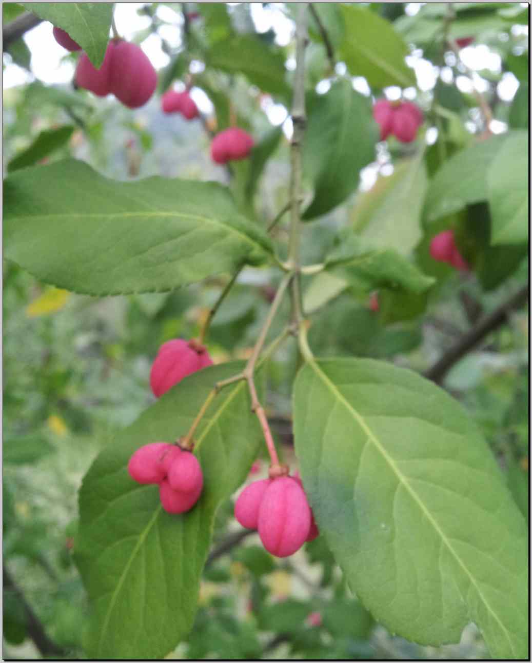 Euonymus europaeus L.