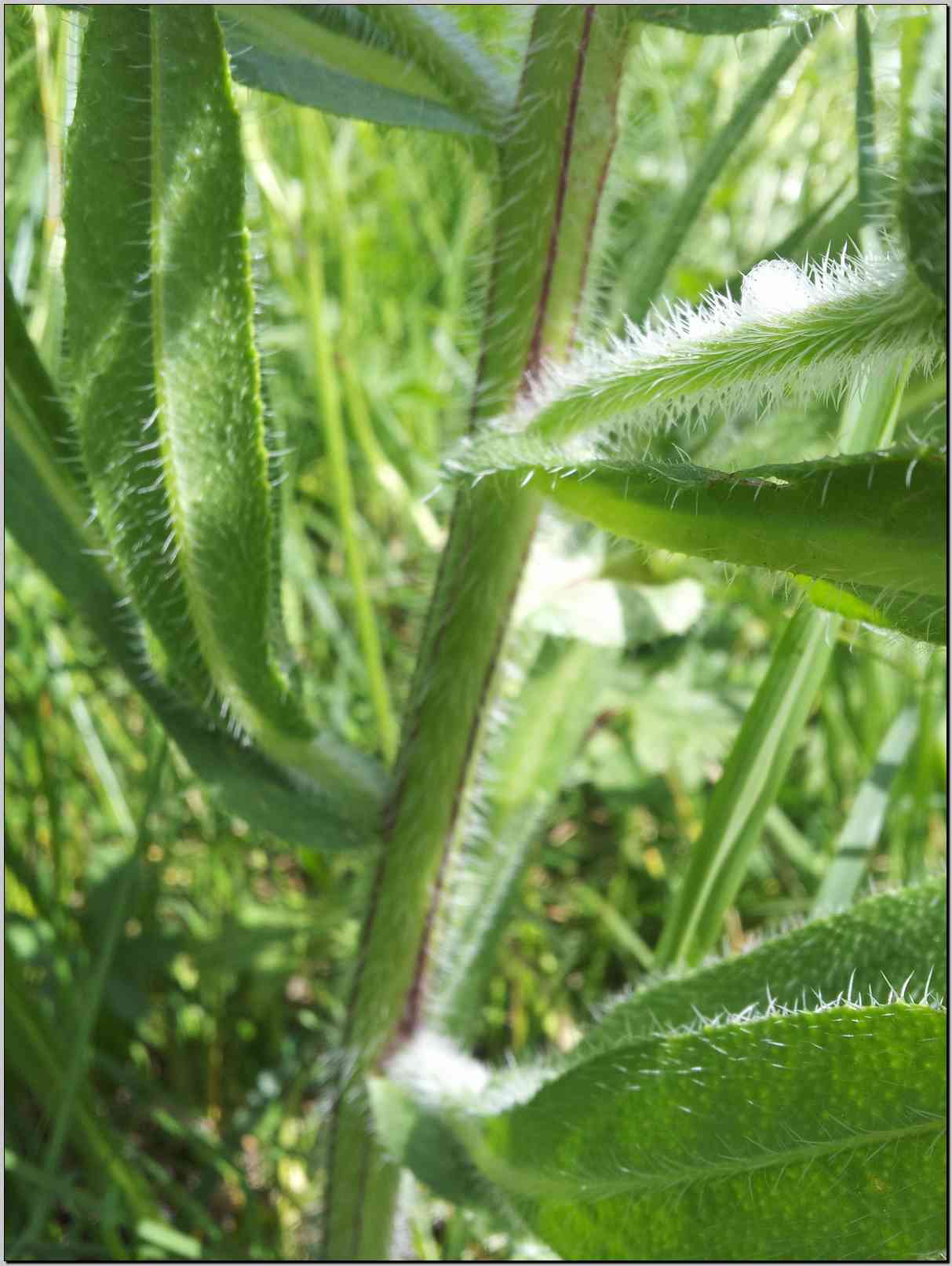 Anchusa azurea