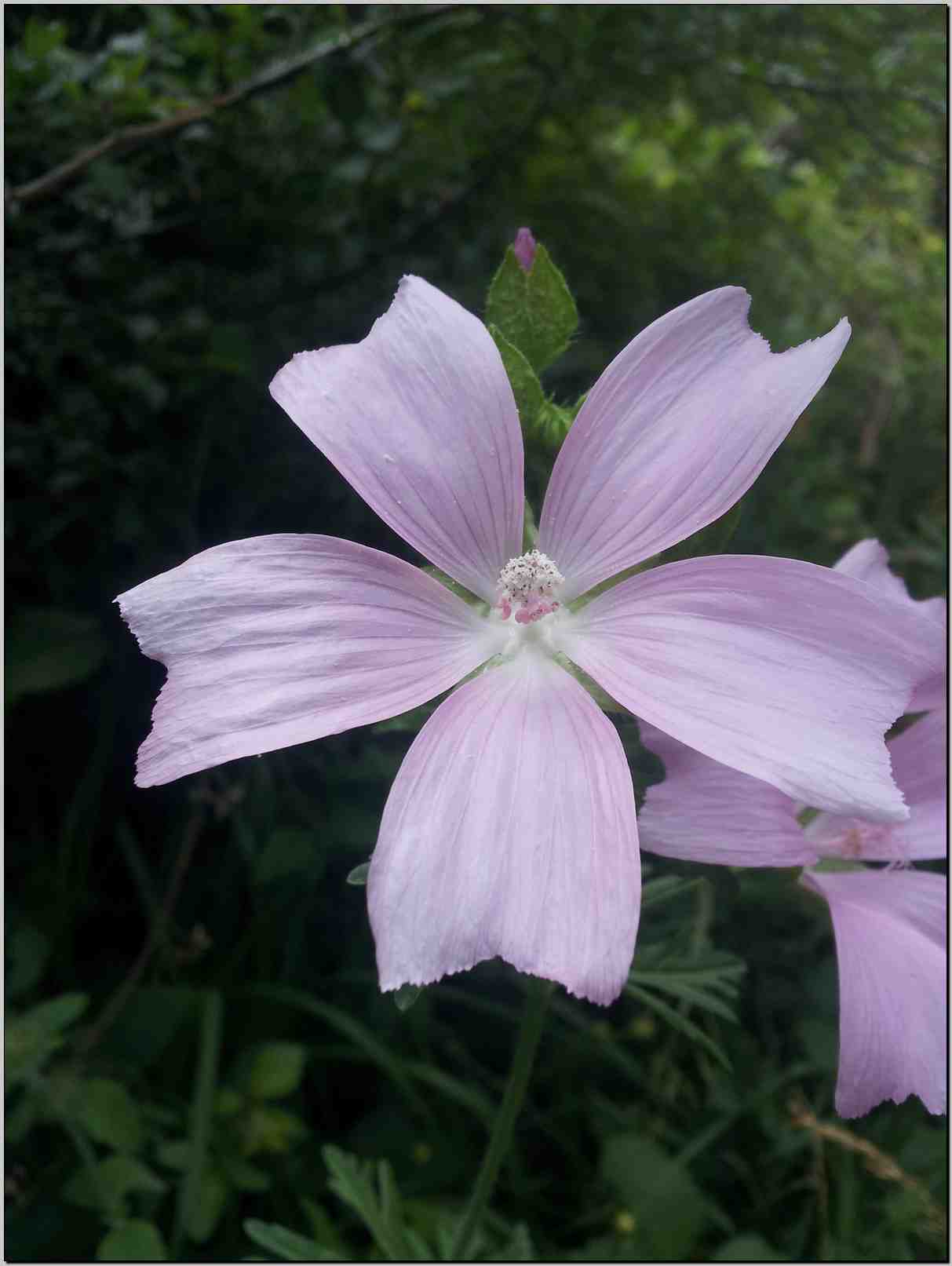 Malva moschata / Malva moscata