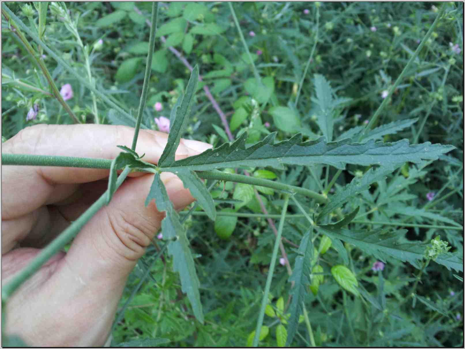 Althaea cannabina