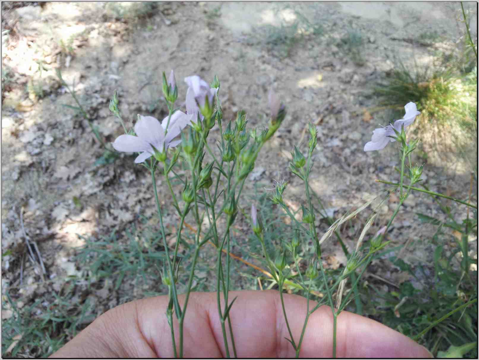 Linum tenuifolium