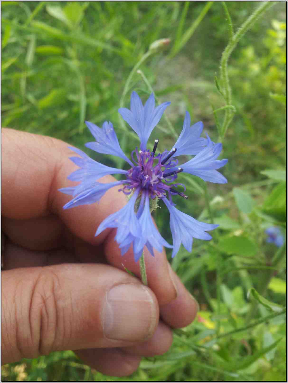 Centaurea cyanus (=Cyanus segetum)