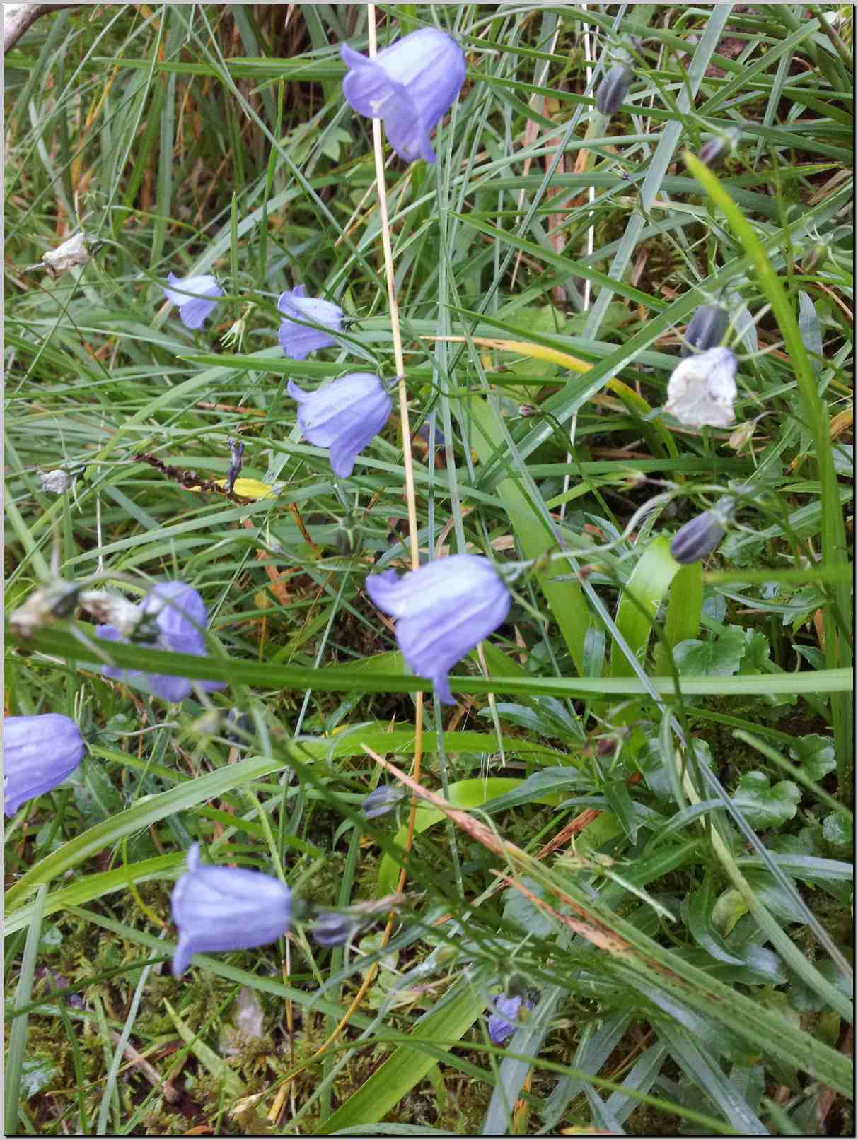 aiuto determinazione - Campanula sp.