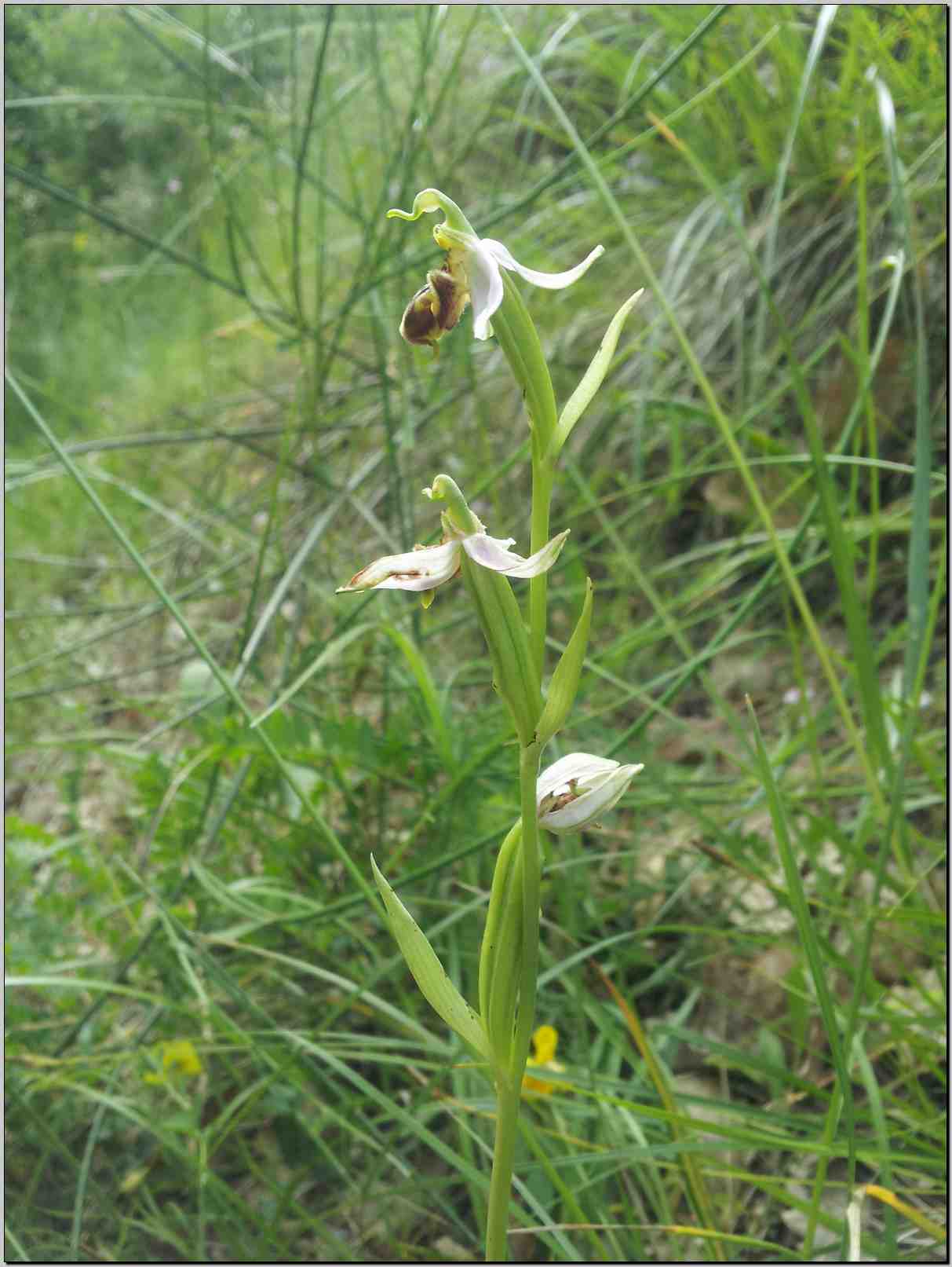 aiuto identificazione