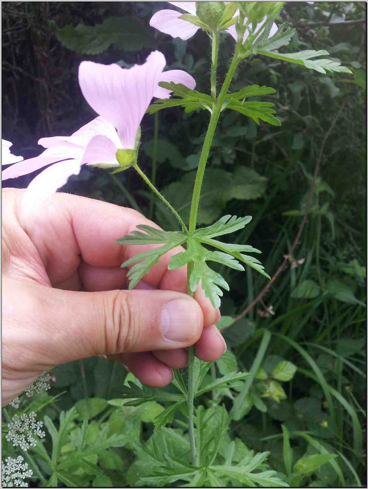 Malva moschata / Malva moscata