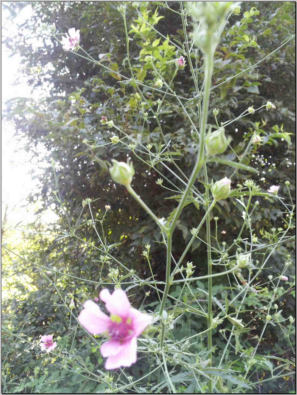 Althaea cannabina