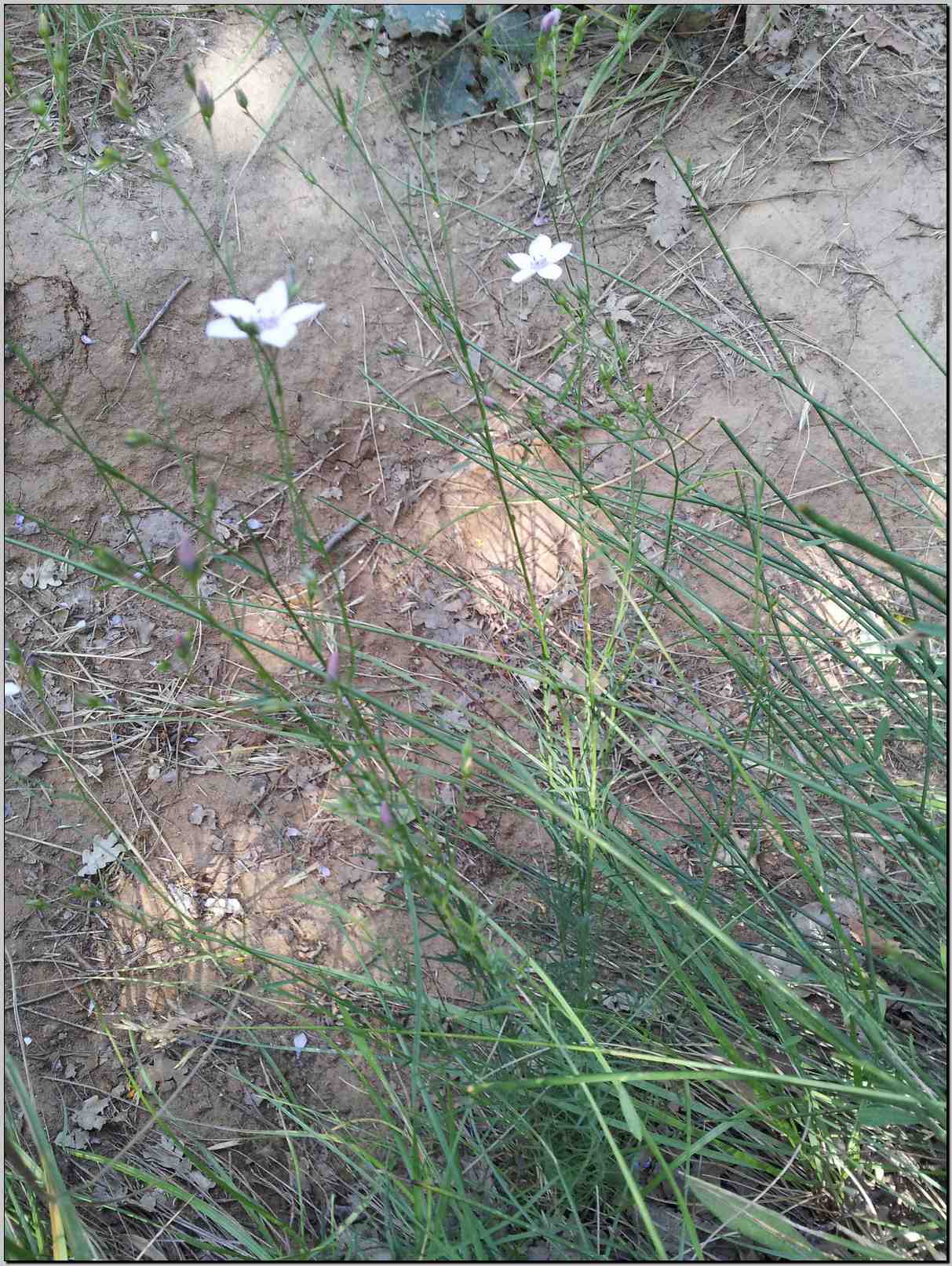 Linum tenuifolium