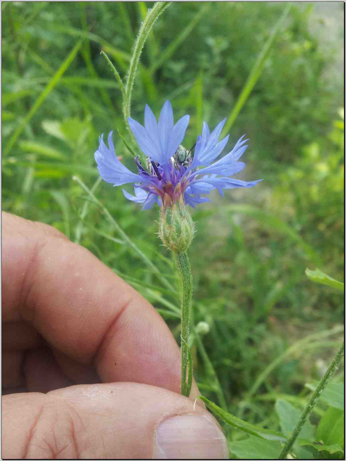 Centaurea cyanus (=Cyanus segetum)