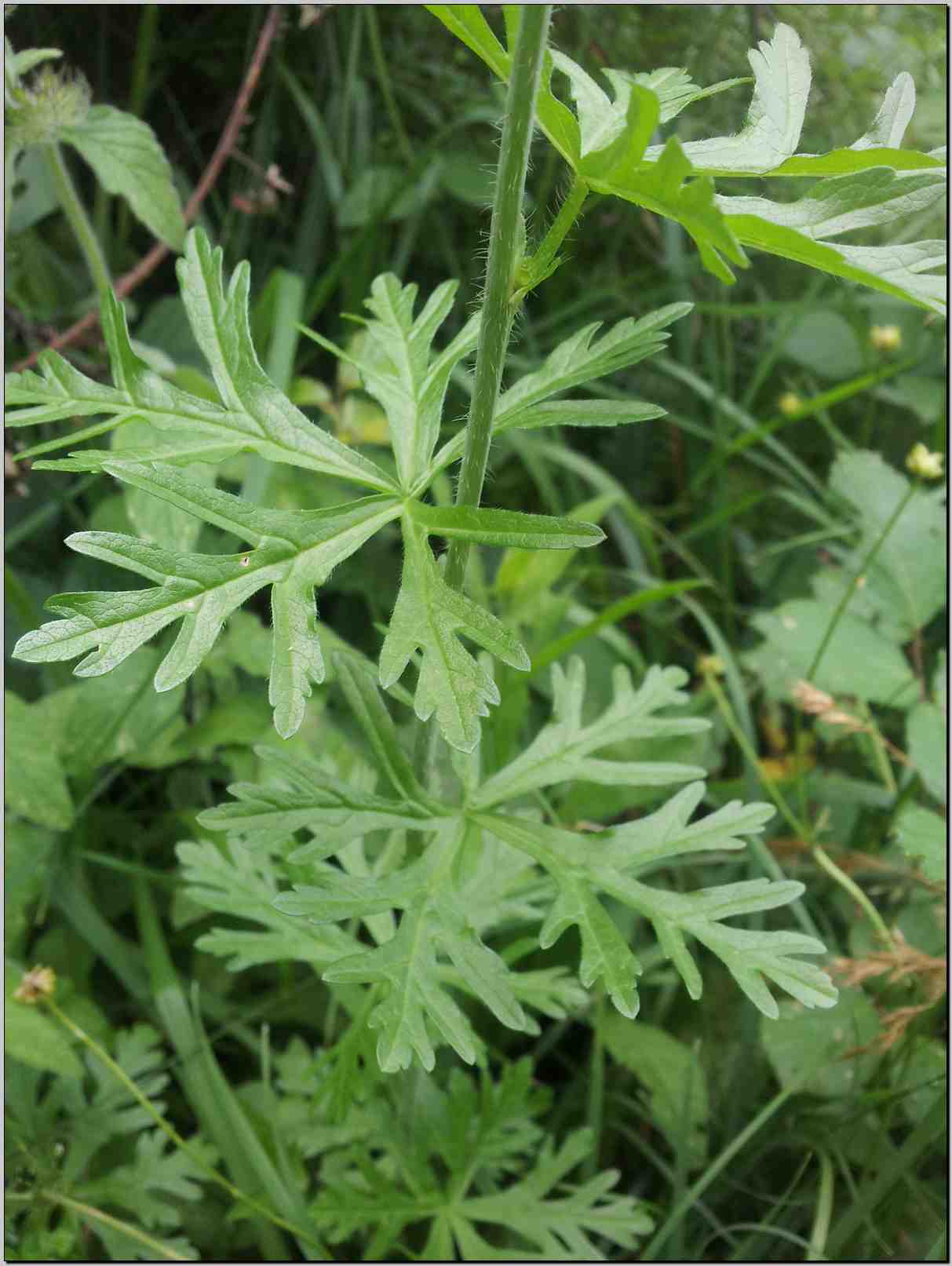 Malva moschata / Malva moscata