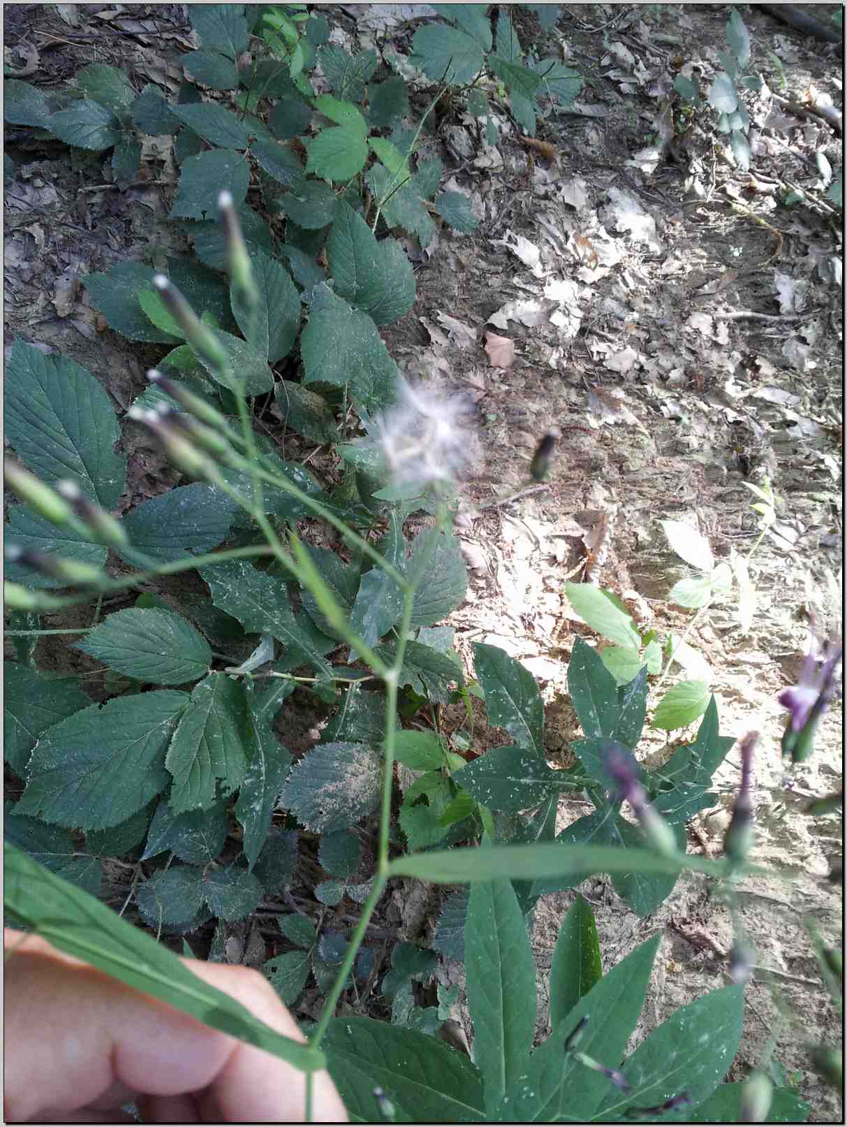 Prenanthes purpurea