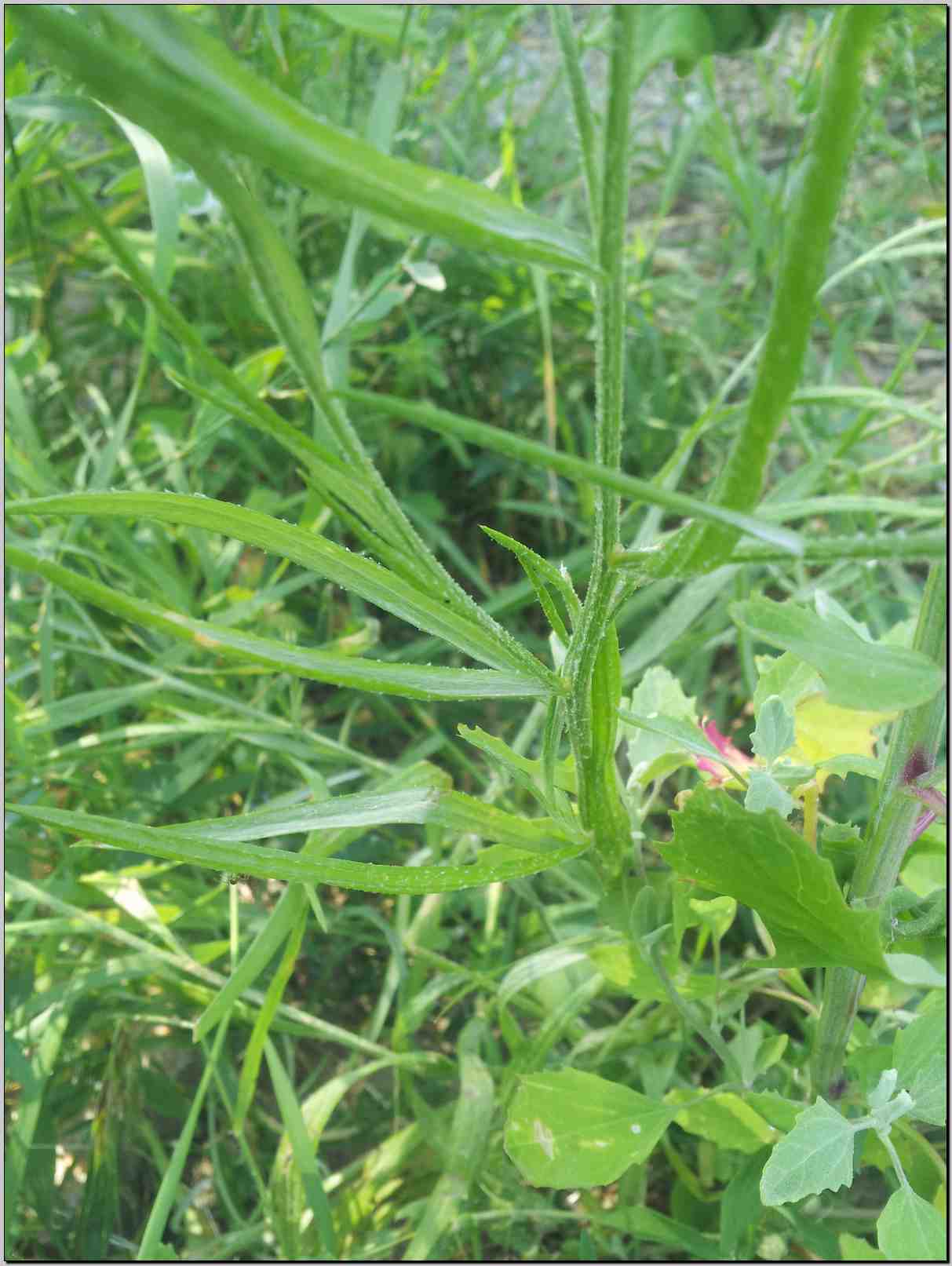 Centaurea cyanus (=Cyanus segetum)