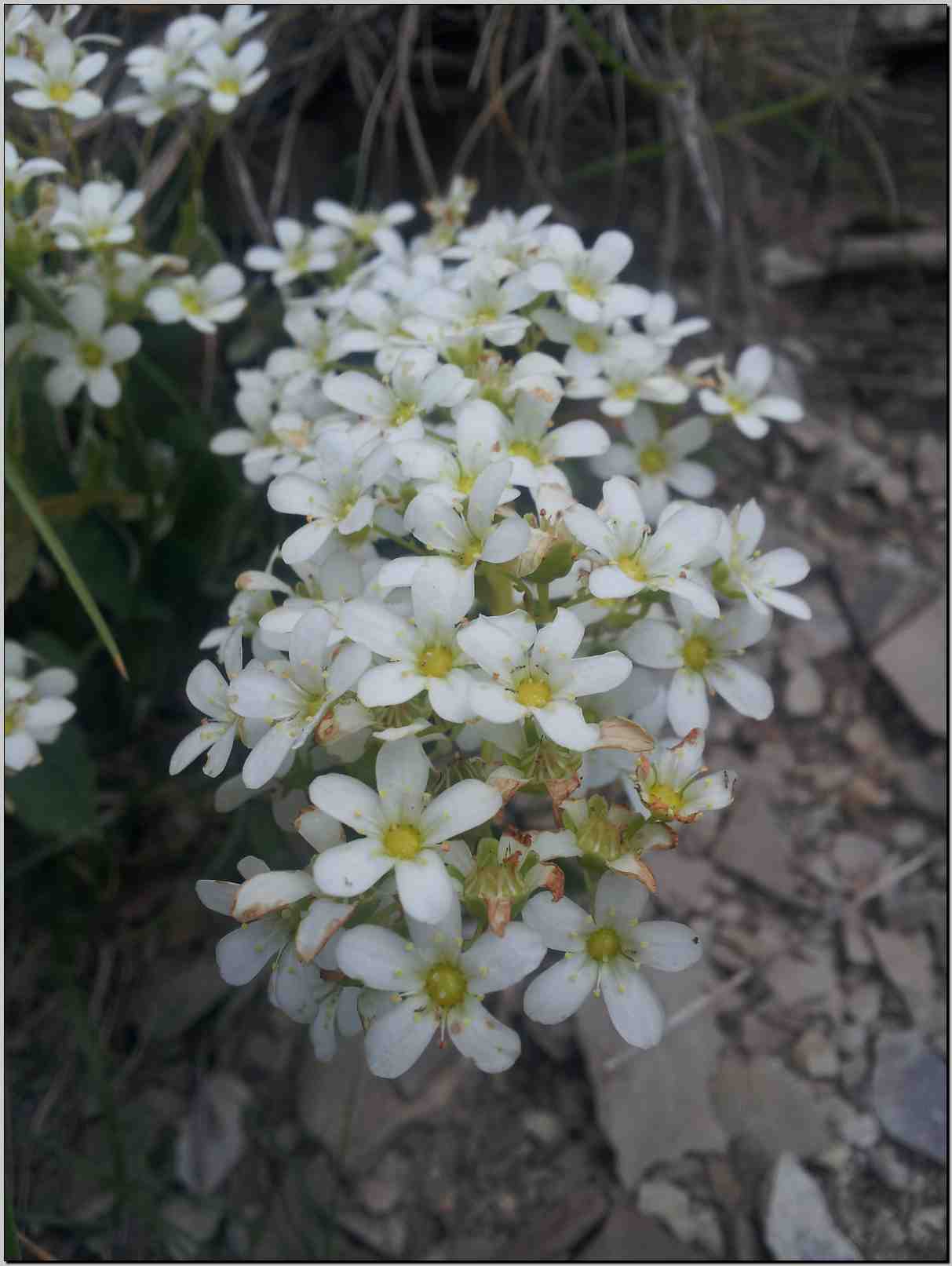 Saxifraga callosa